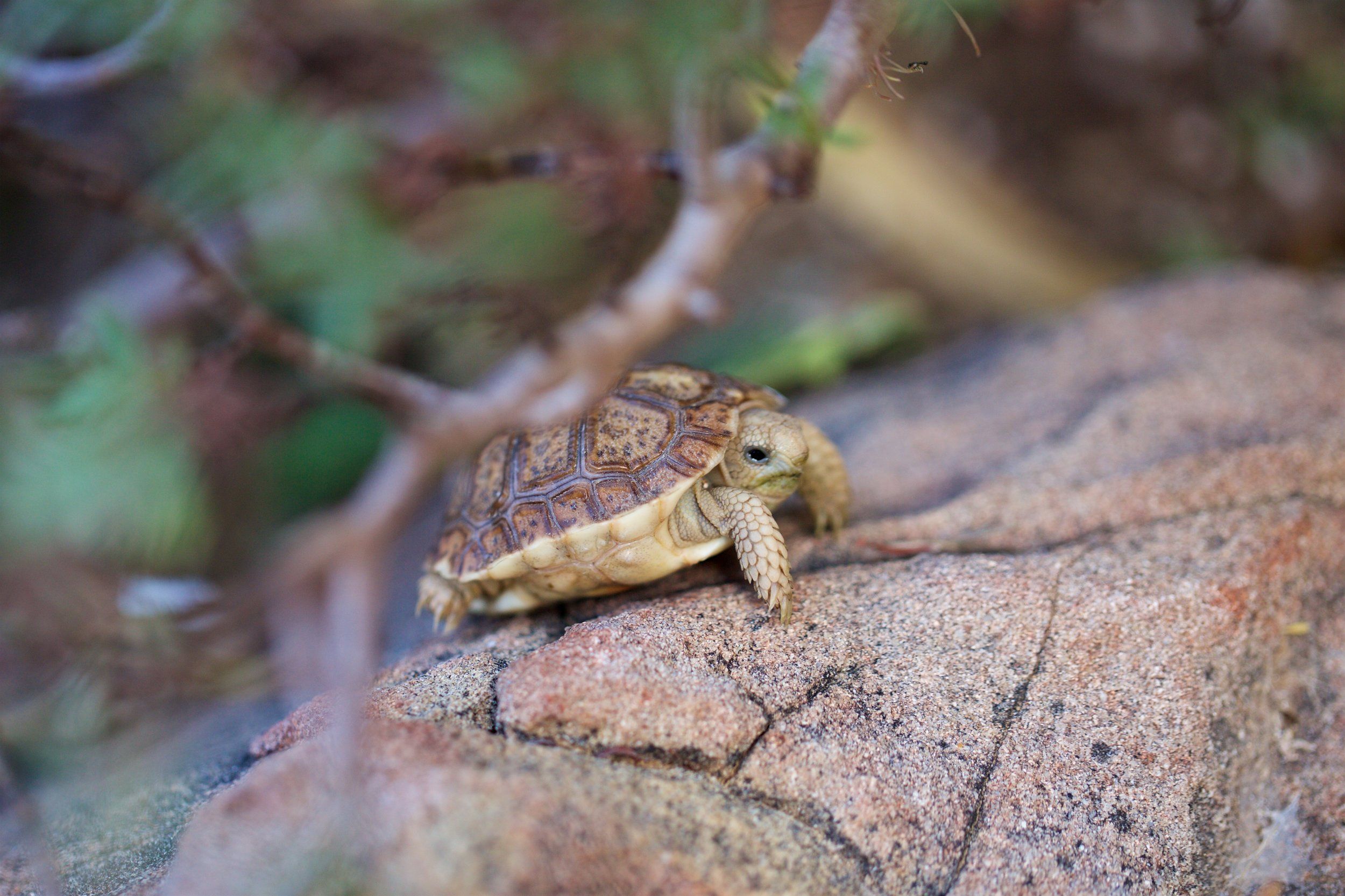 Recent Hatchlings