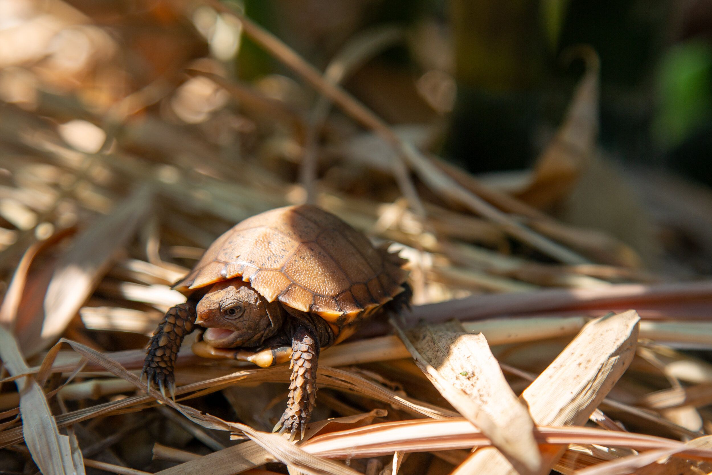 Rare Tortoise Hatches at Conservation Center