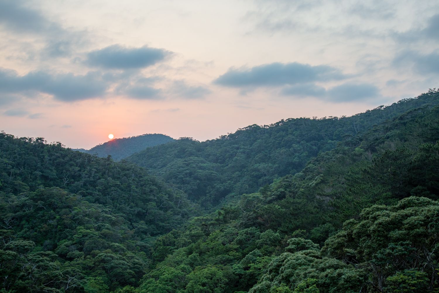 In Search of the Ryukyu Black-Breasted Leaf Turtle