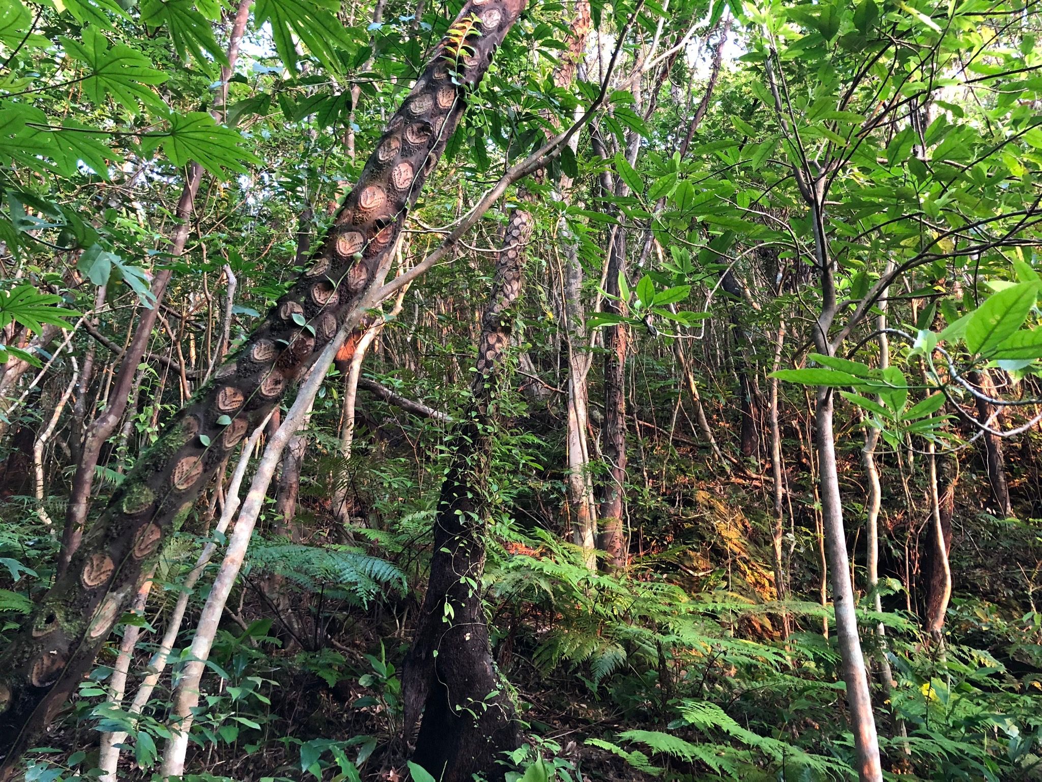 In Search of the Ryukyu Black-Breasted Leaf Turtle