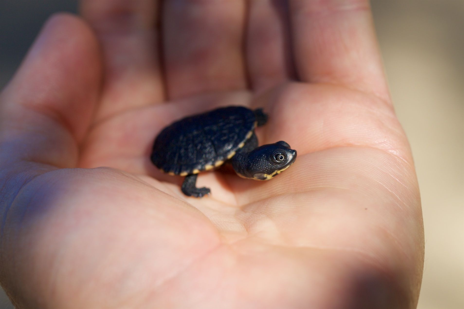 Recent Hatchlings