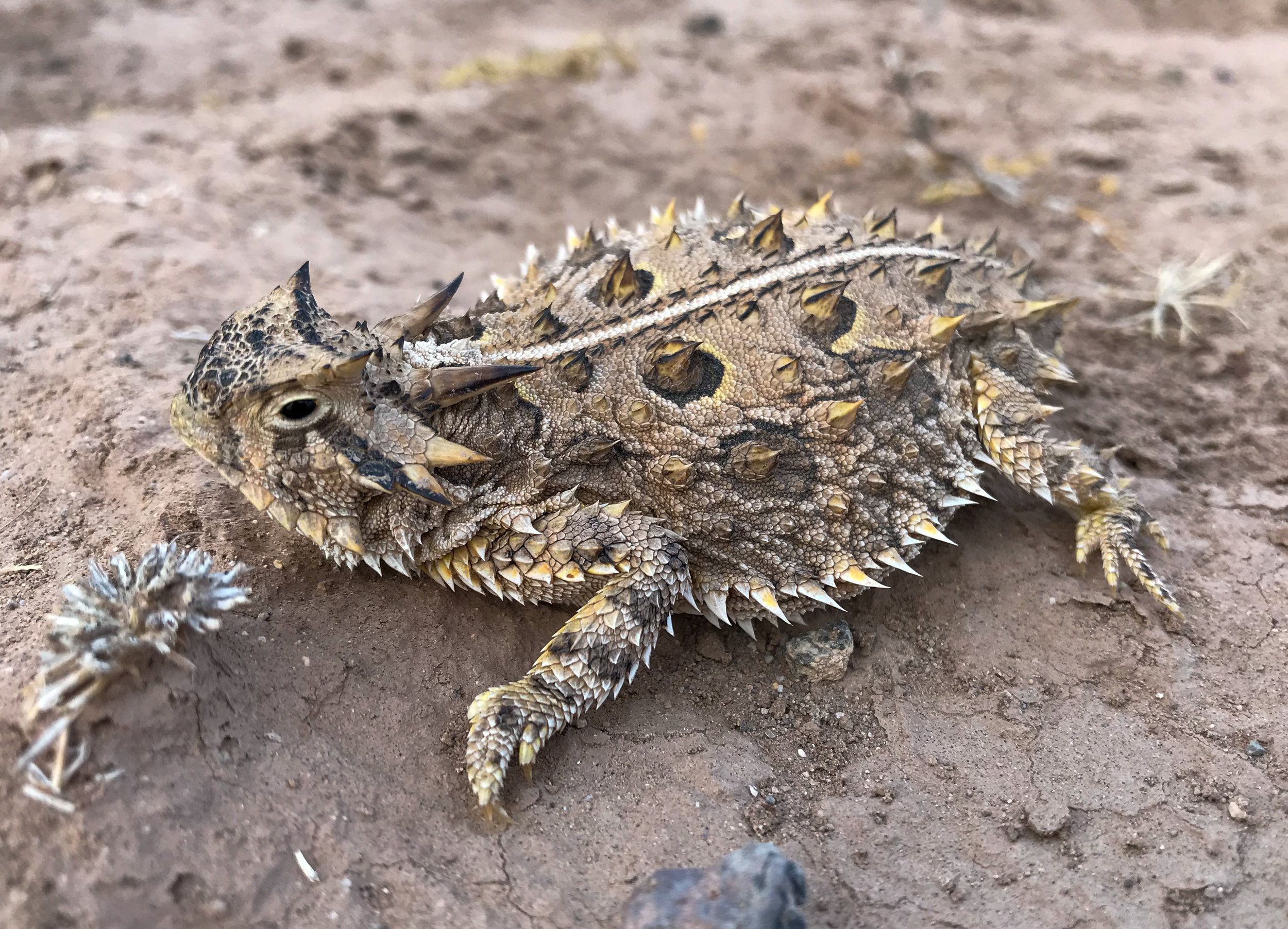 18,850 Acres of Critical Wildlife Habitat Secured in Northern Mexico!