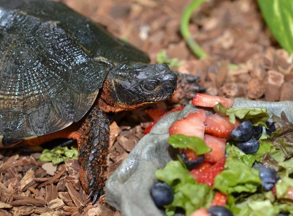 Turtle rehabilitation at MOHS Habitat