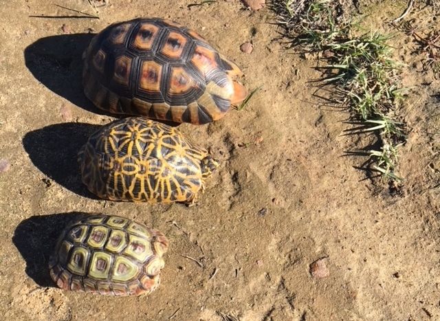 Geometric Tortoise Preserve Update