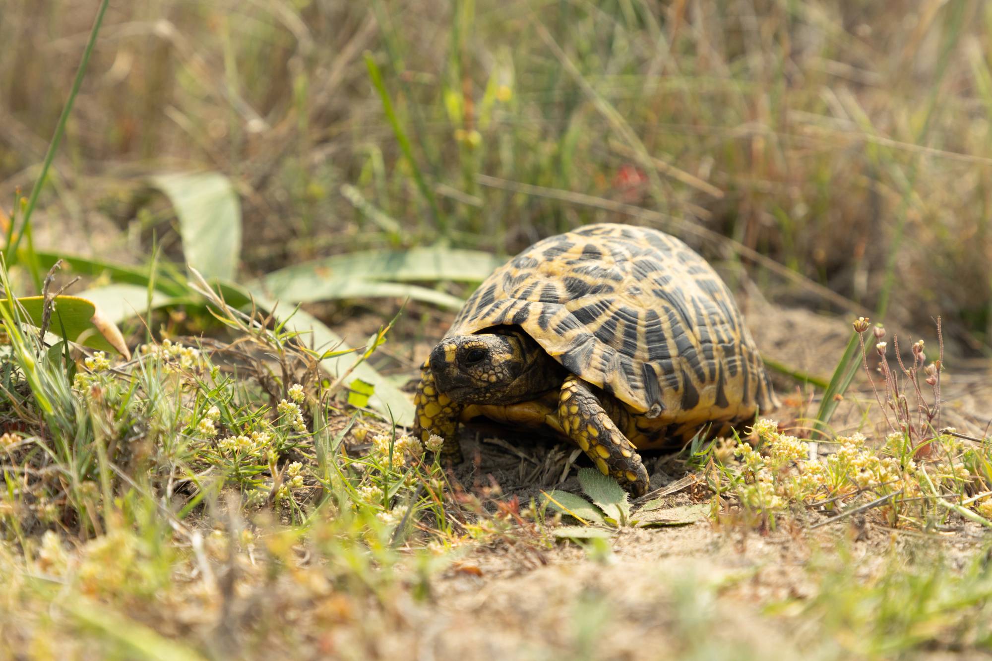 This Giving Tuesday: Save Geometric Tortoises
