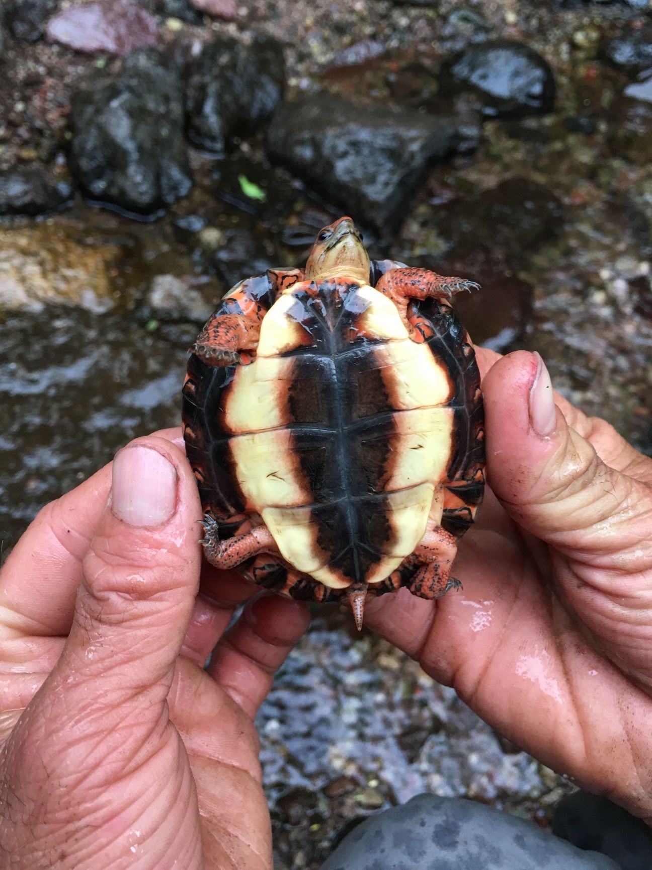 Saving a Mountain in Mexico