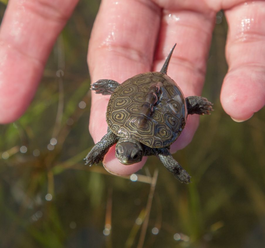 Terrapin Nesting Project