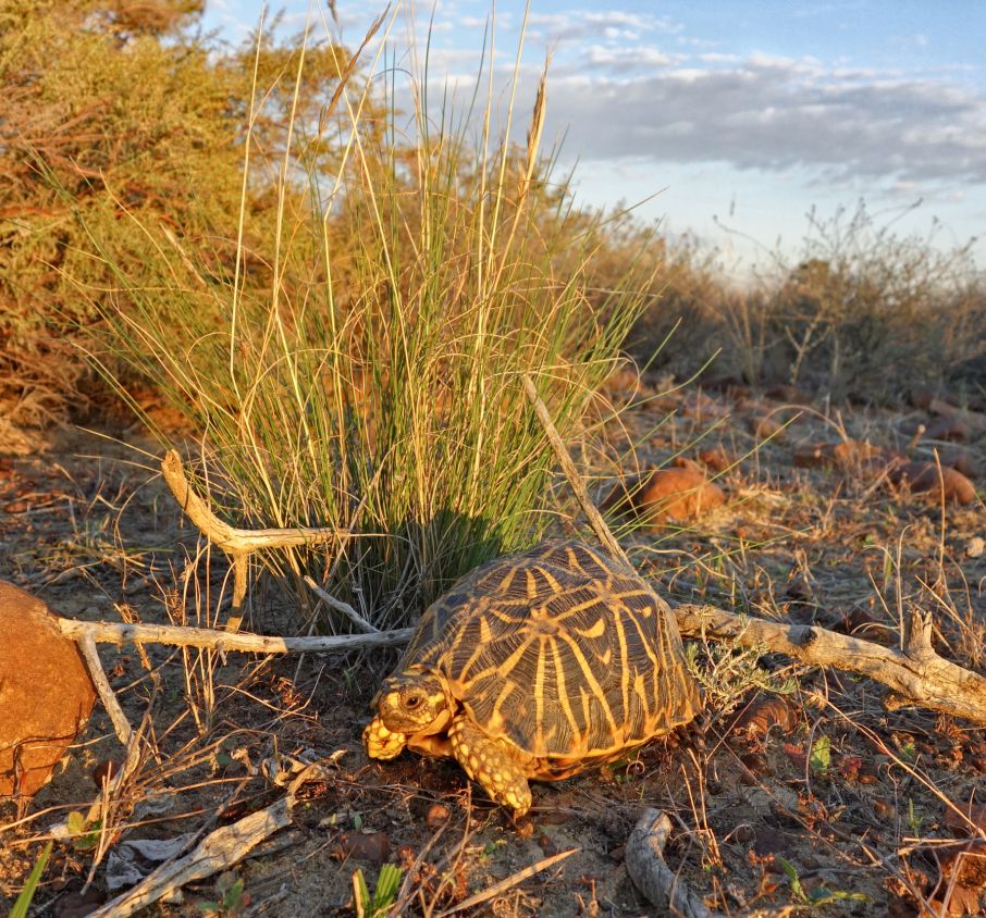 Radiated Tortoise