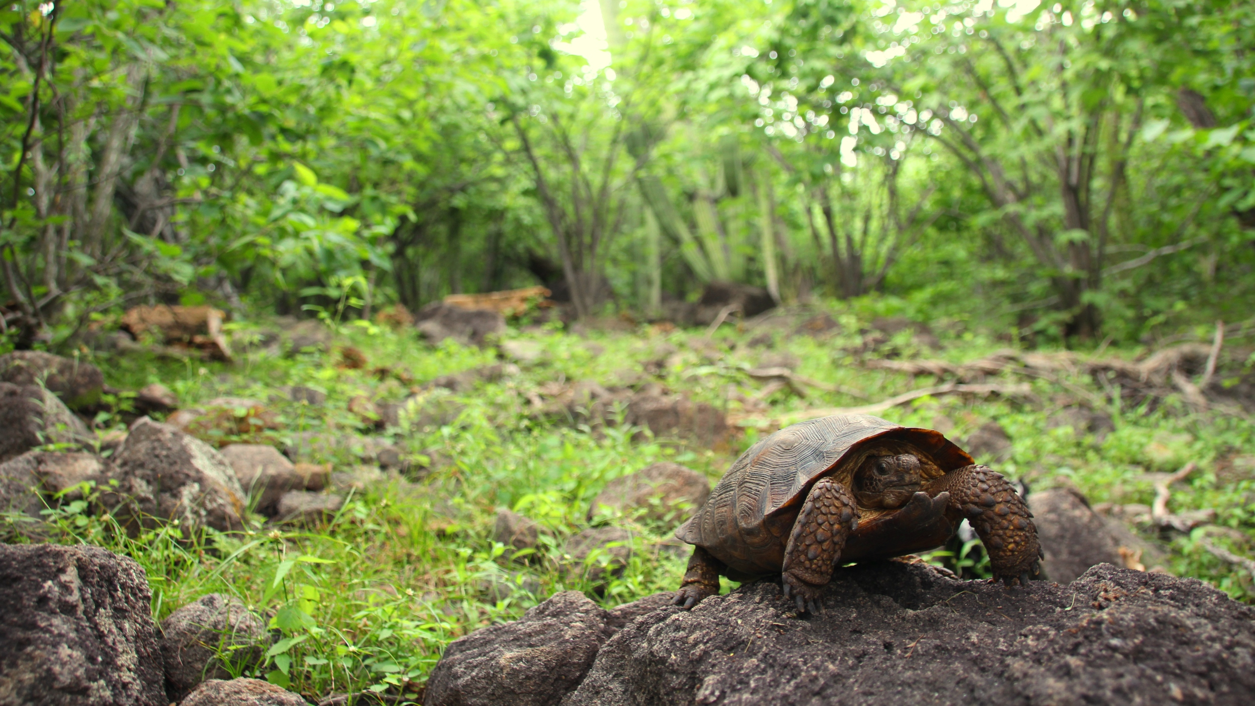 The Mexican Tortoise Project