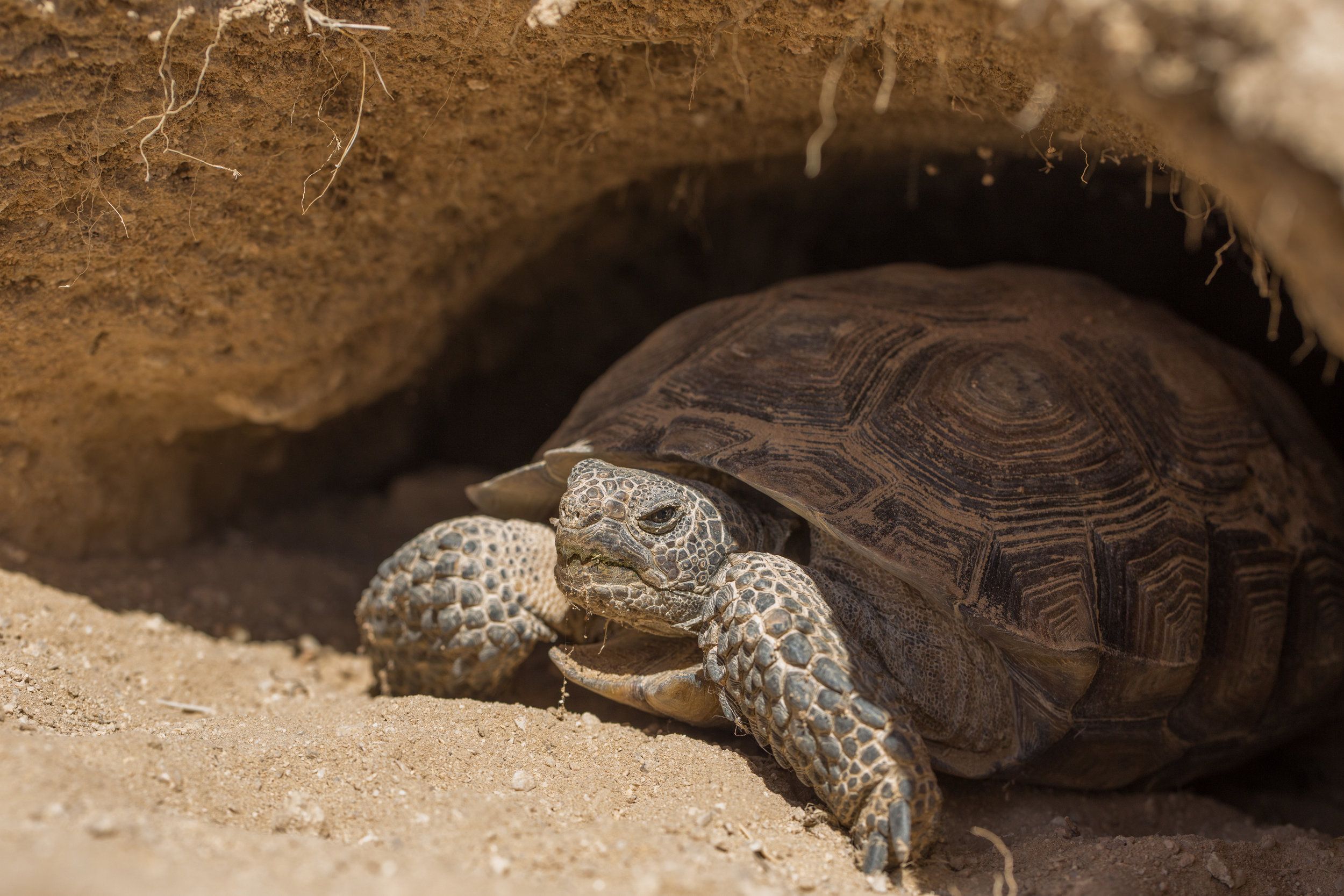 Drones + Desert Tortoises