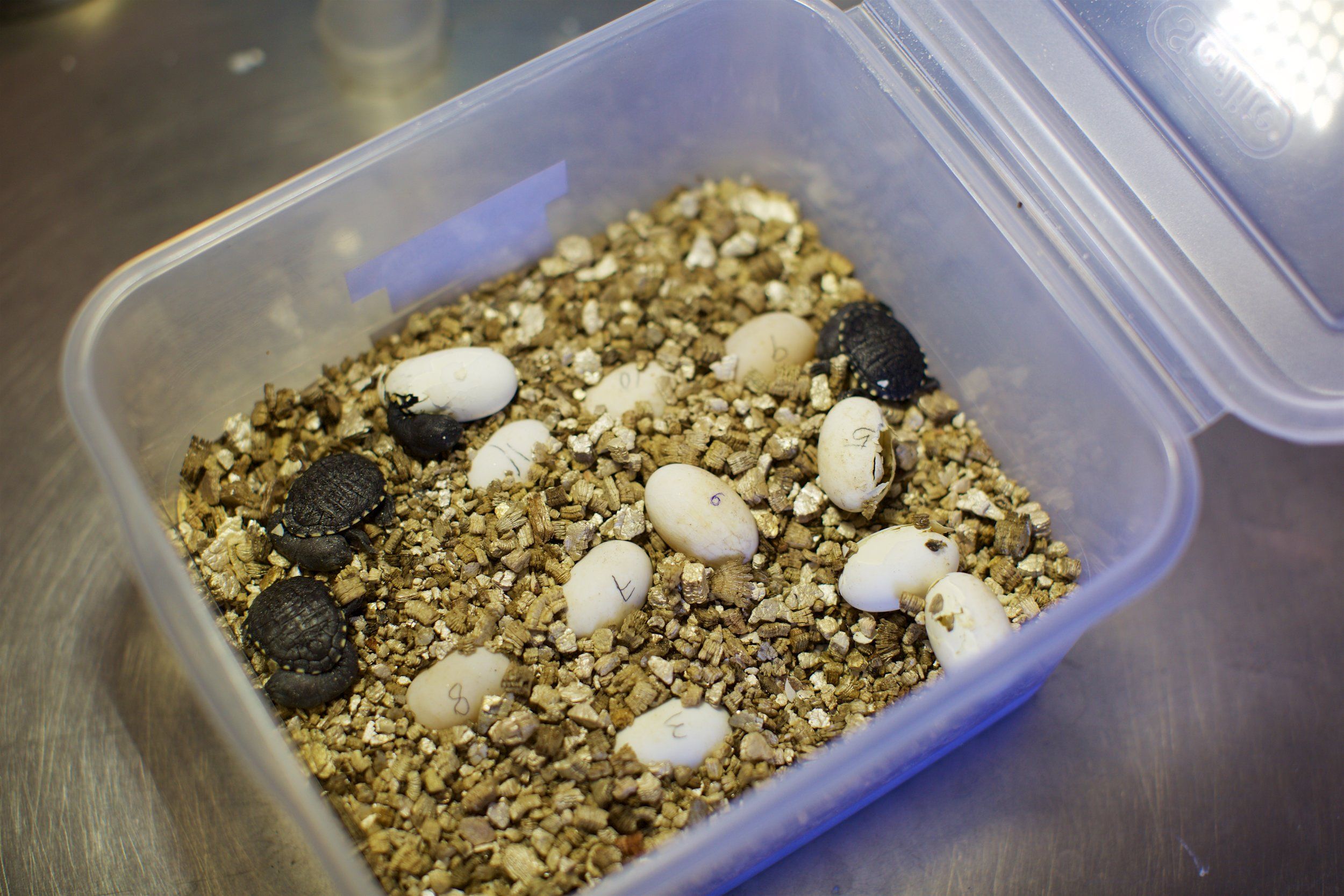 Recent Hatchlings