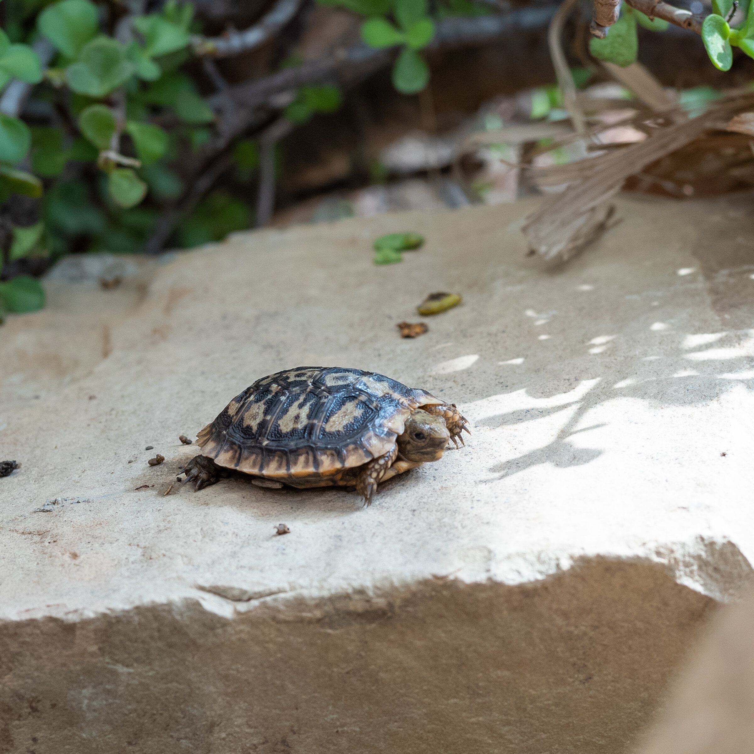 Springtime in Southern California