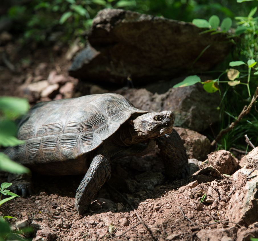 Goode’s Thornscrub Tortoise