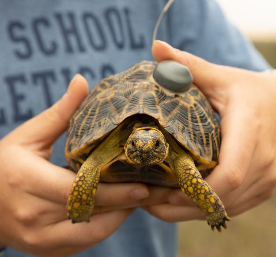 Geometric Tortoise Preserve