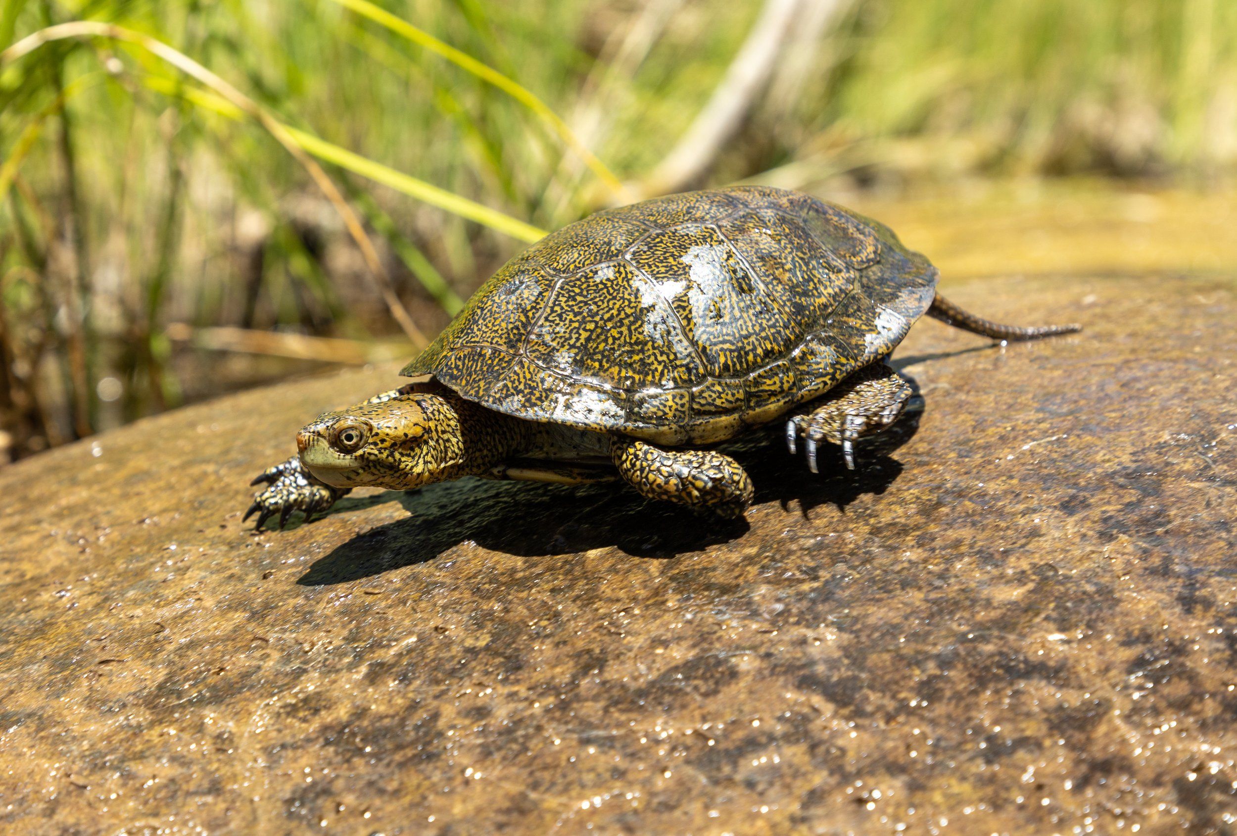 Act Local and Protect Southern CA’s ONLY Native Freshwater Turtle