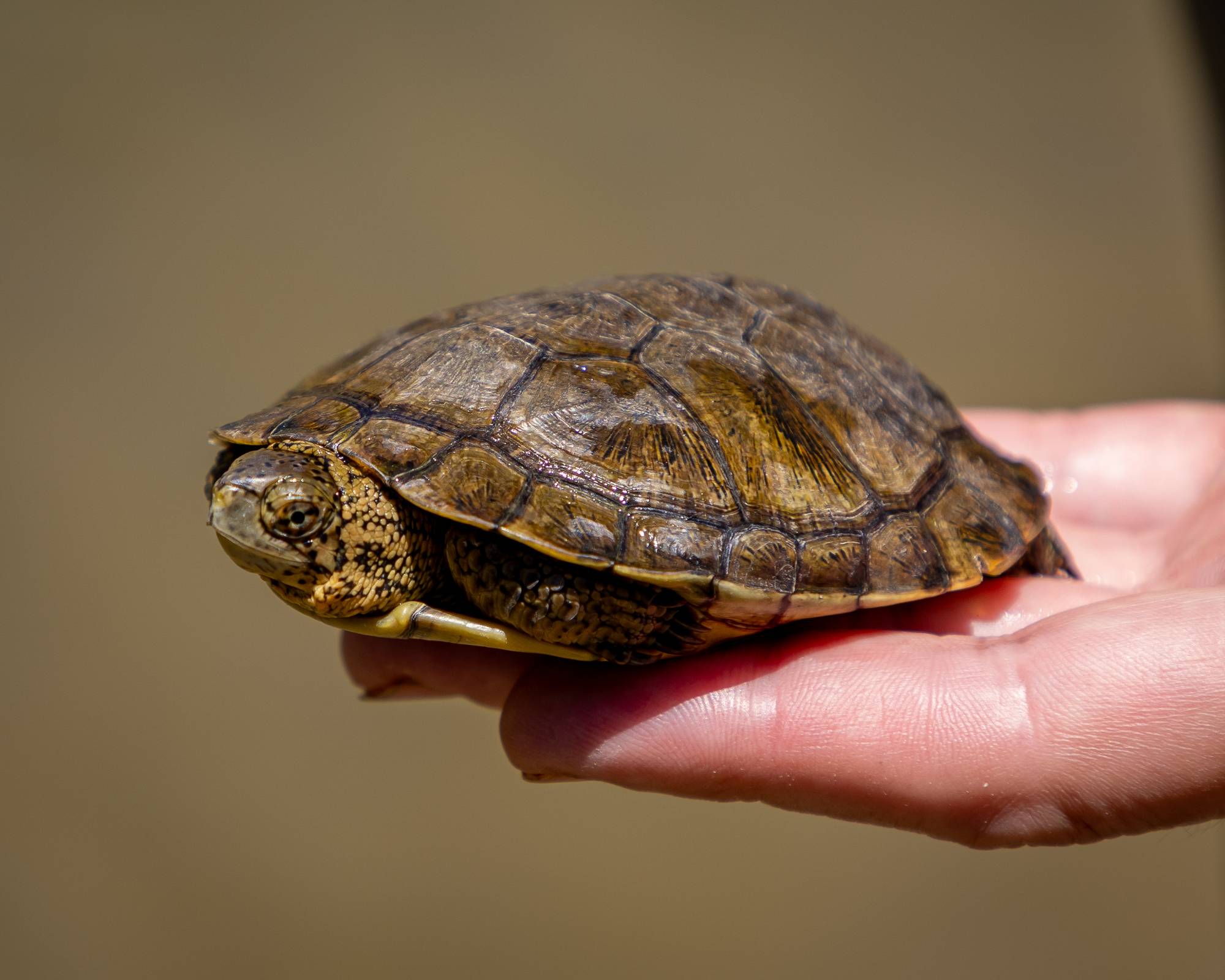 Southwestern pond turtle (Actinemys pallida)