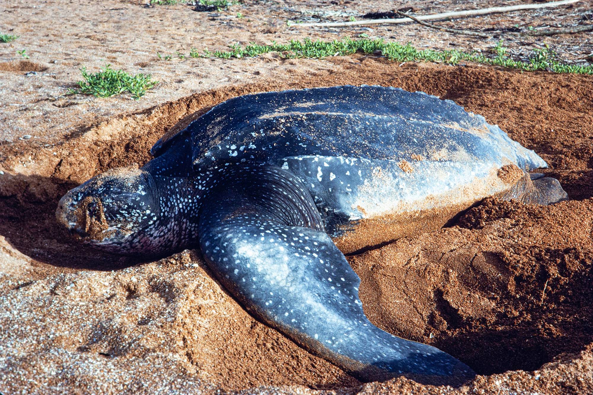 Southwestern Pond Turtle