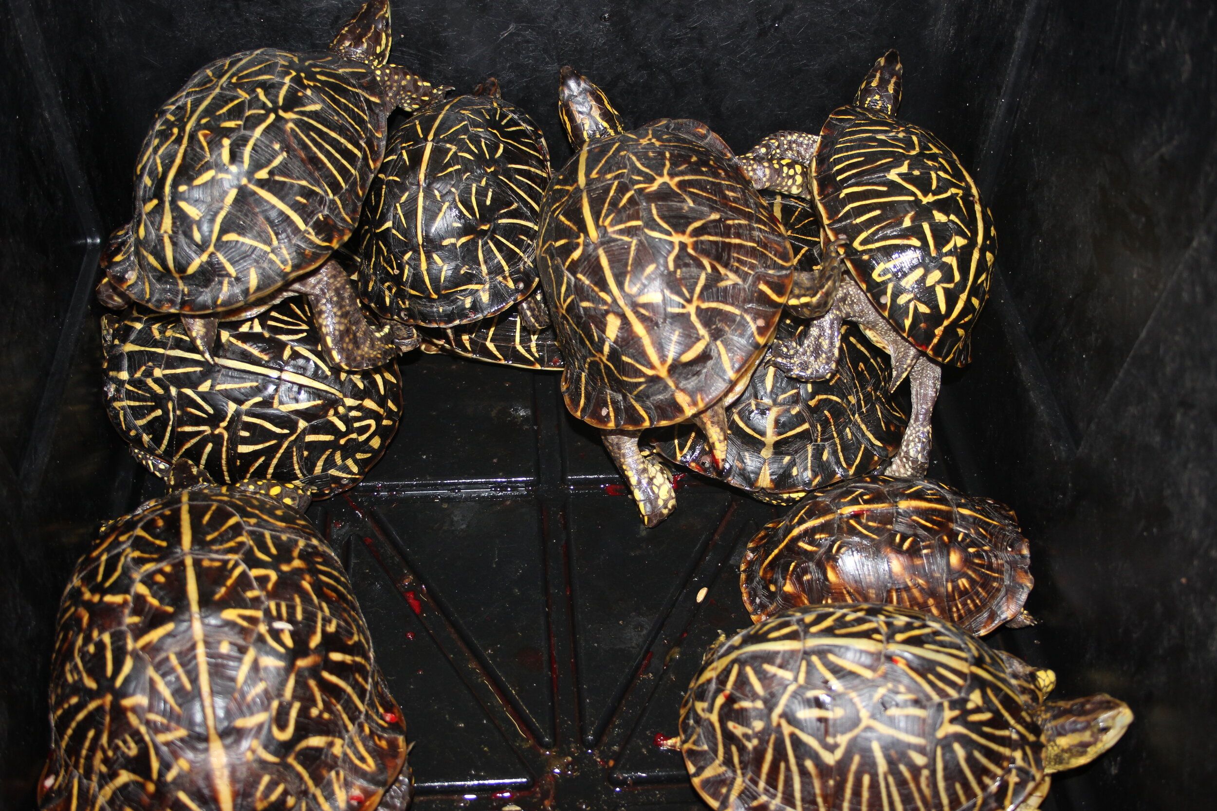 Turtle Trafficking in the US