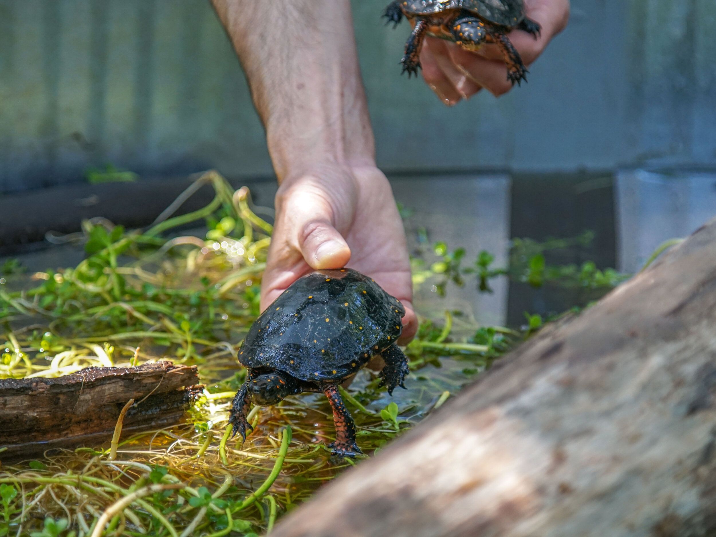 Conviction of Turtle Poacher