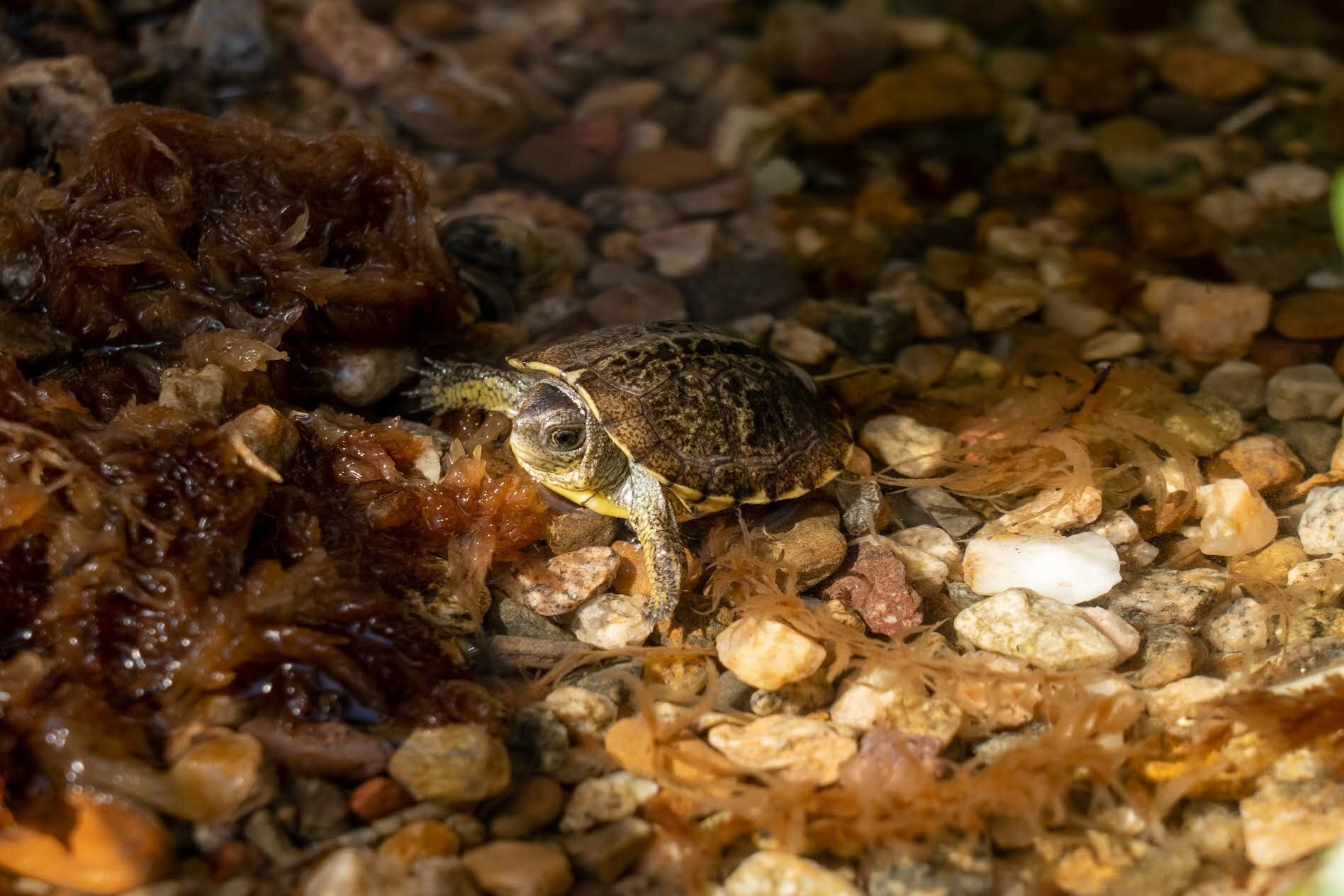 Hatching Season Success