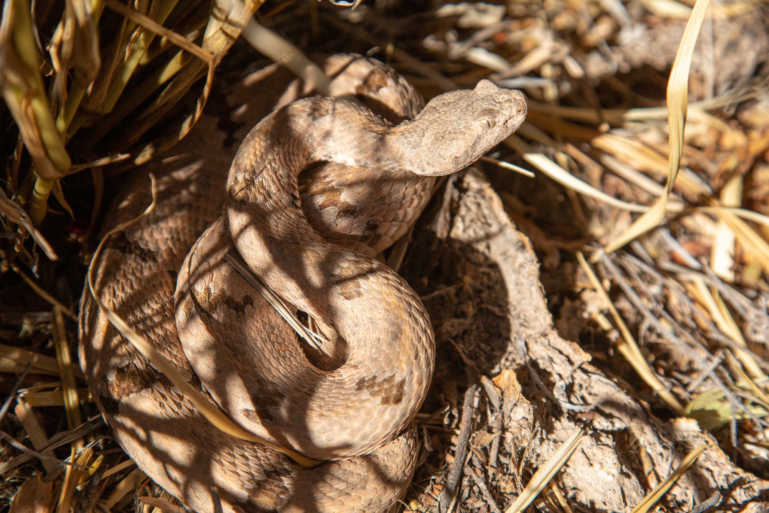 18,850 Acres of Critical Wildlife Habitat Secured in Northern Mexico!