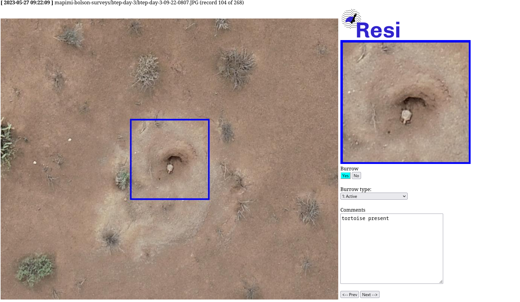 Revolutionizing Tortoise Surveys: Drones and AI Team Up to Protect Bolson Tortoises