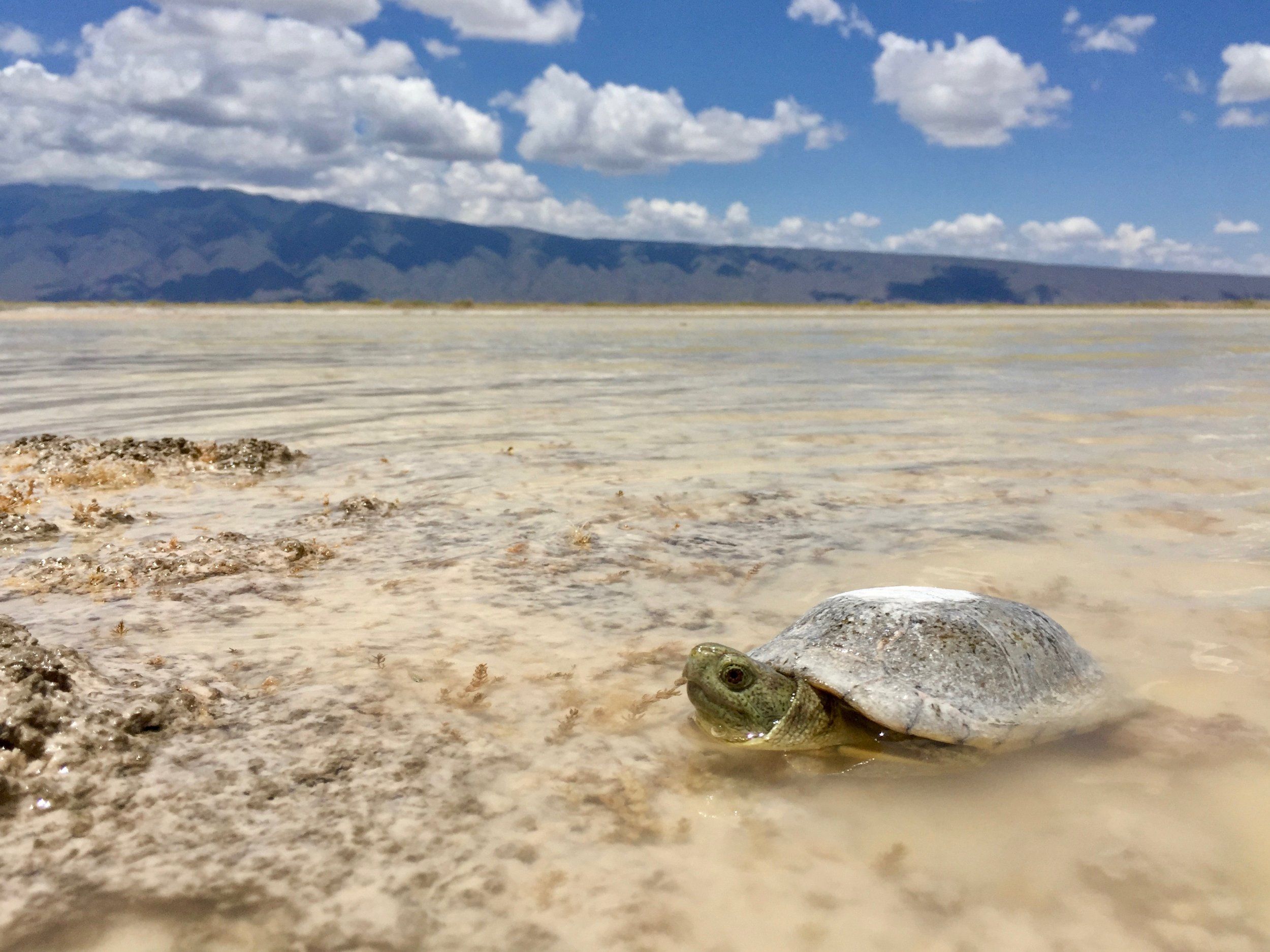 In the Field: Mexico