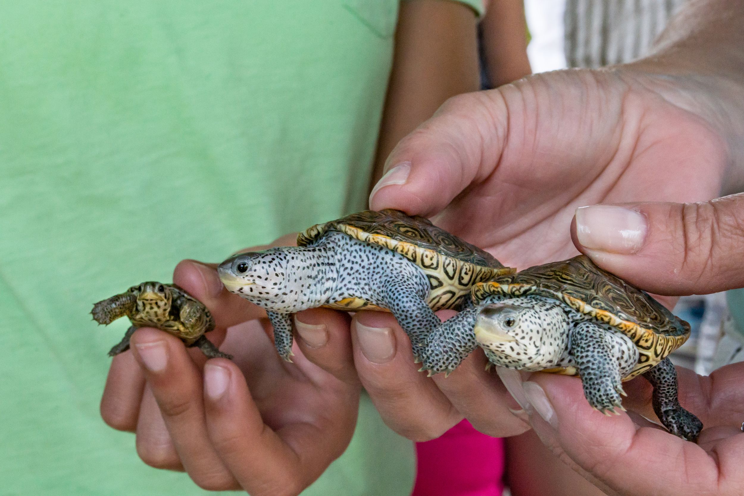 Diamondback Terrapin Project