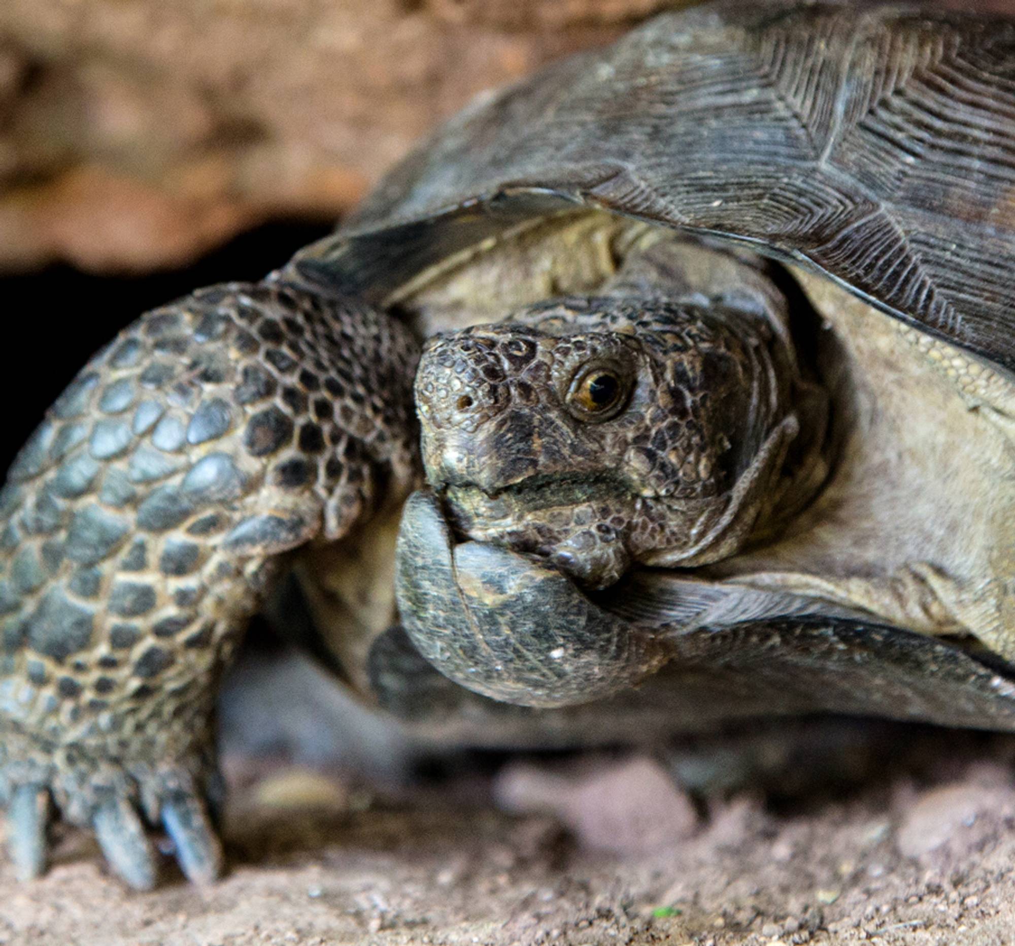 Goode’s Thornscrub Tortoise