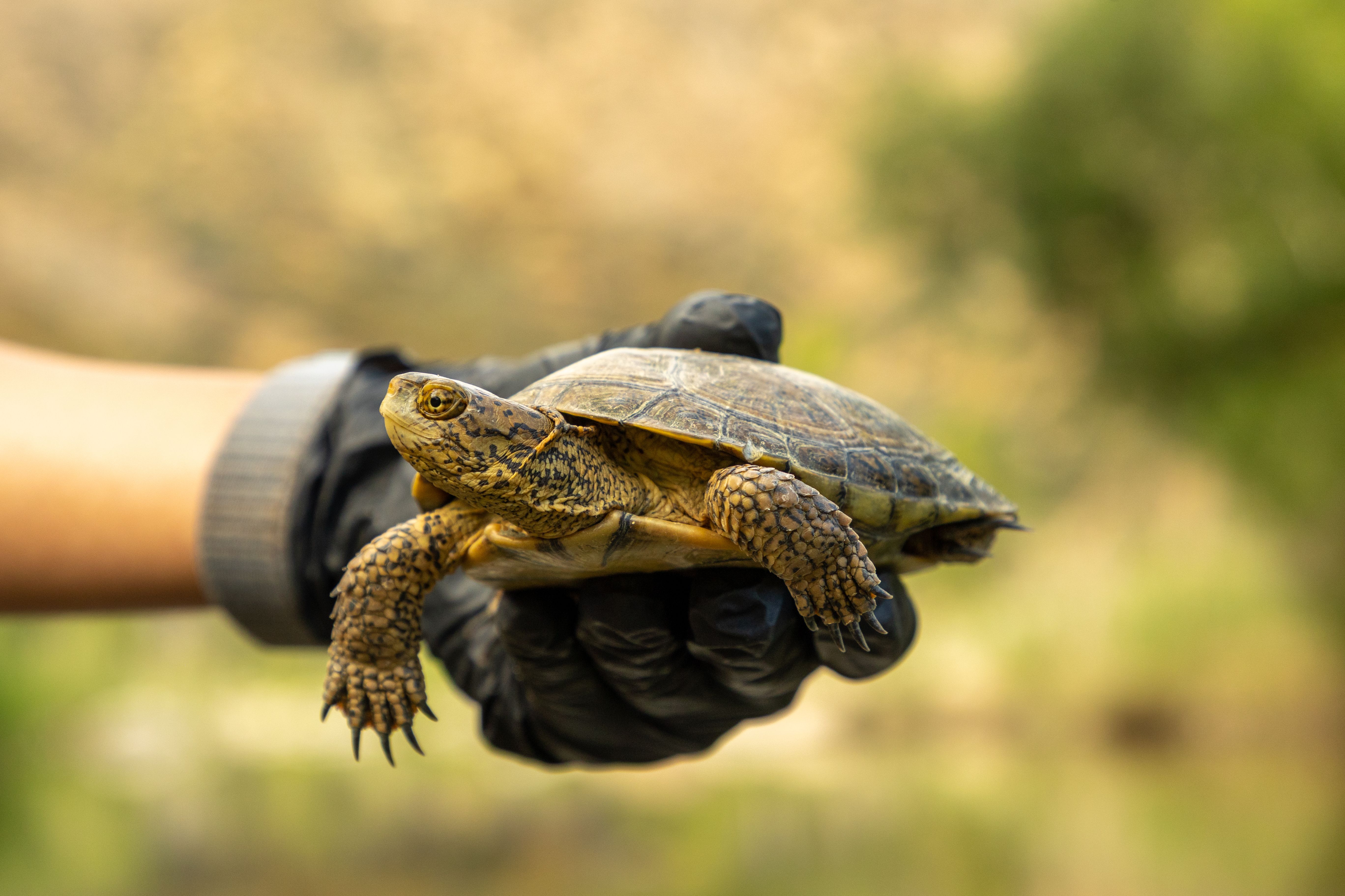 Southwestern Pond Turtle Research 2024 Recap