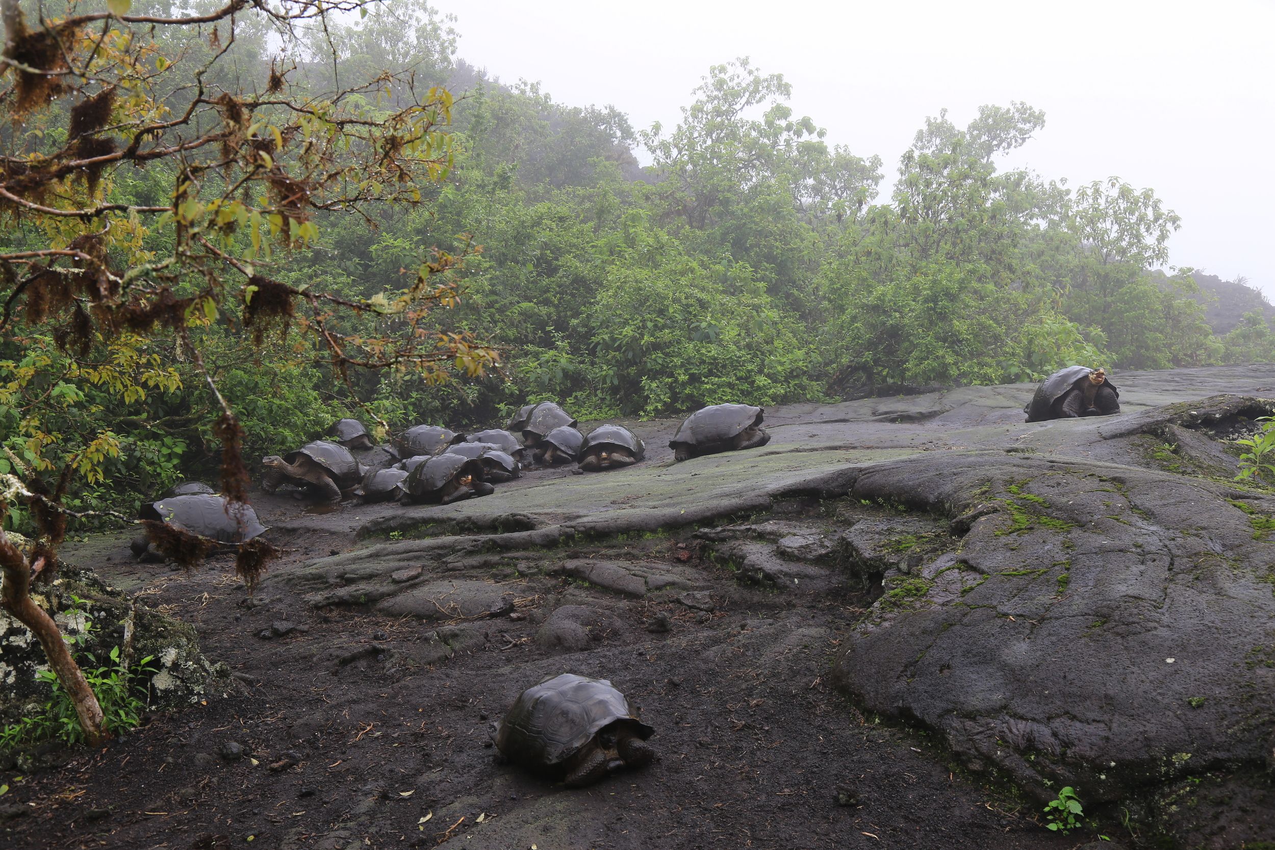 Resurrecting Lonesome George