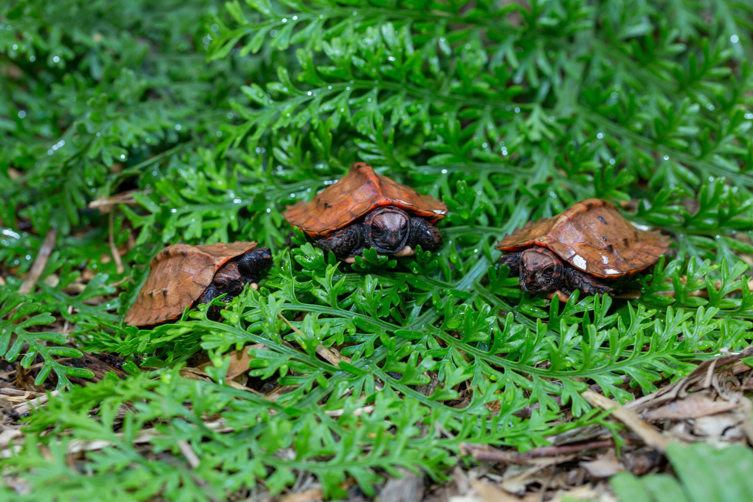 Recent Hatchlings