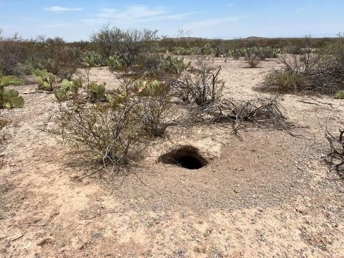 Revolutionizing Tortoise Surveys: Drones and AI Team Up to Protect Bolson Tortoises