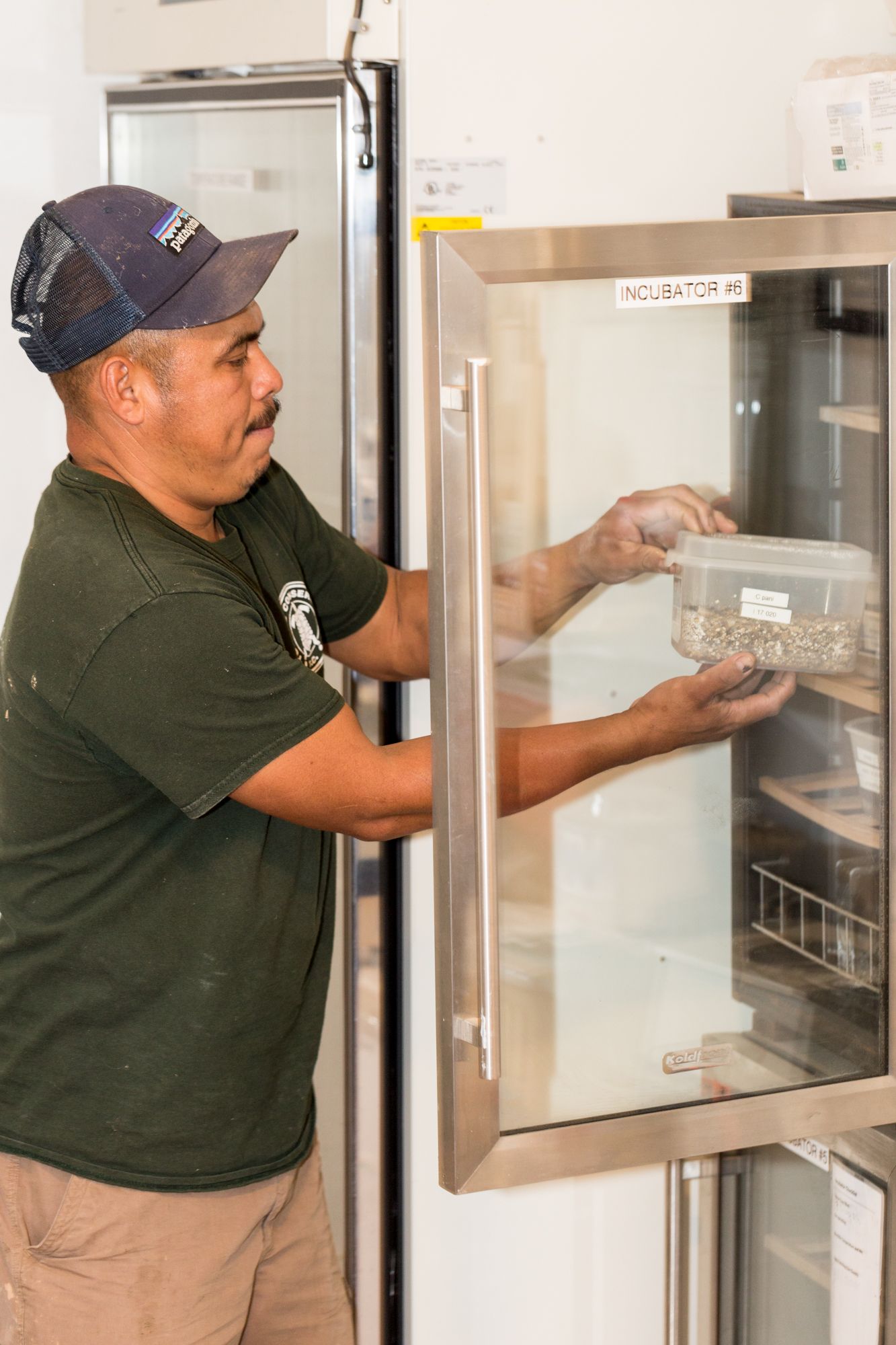 First Hatching of Second Generation Pan's Box Turtles in the United States