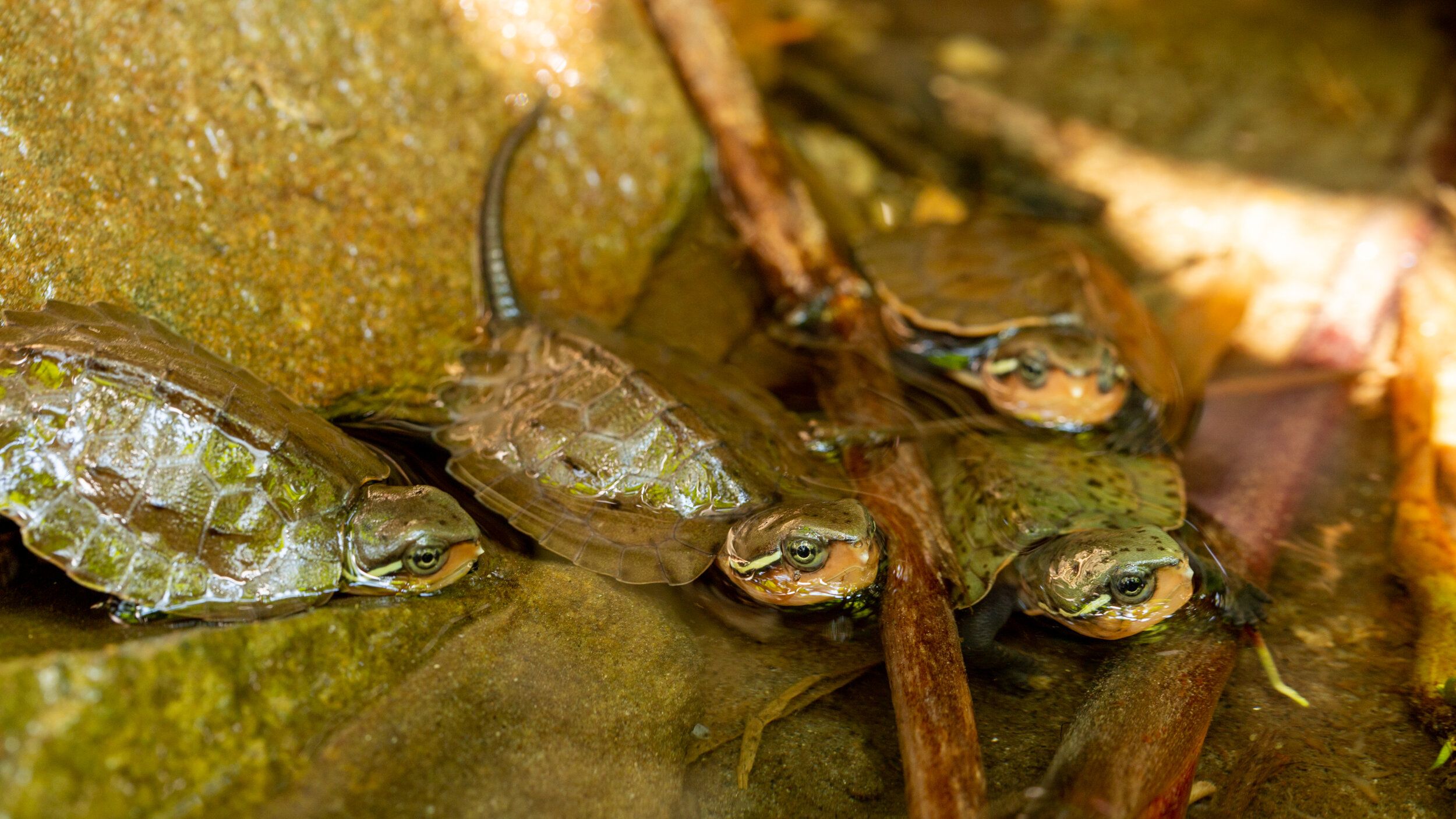 Hatching Season Success