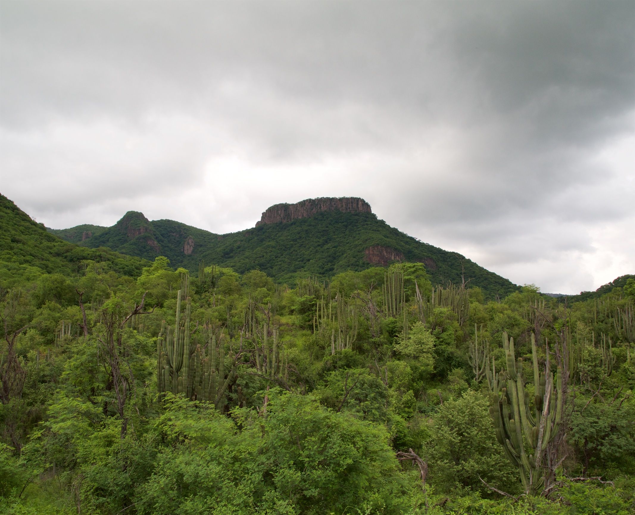 Saving a Mountain in Mexico