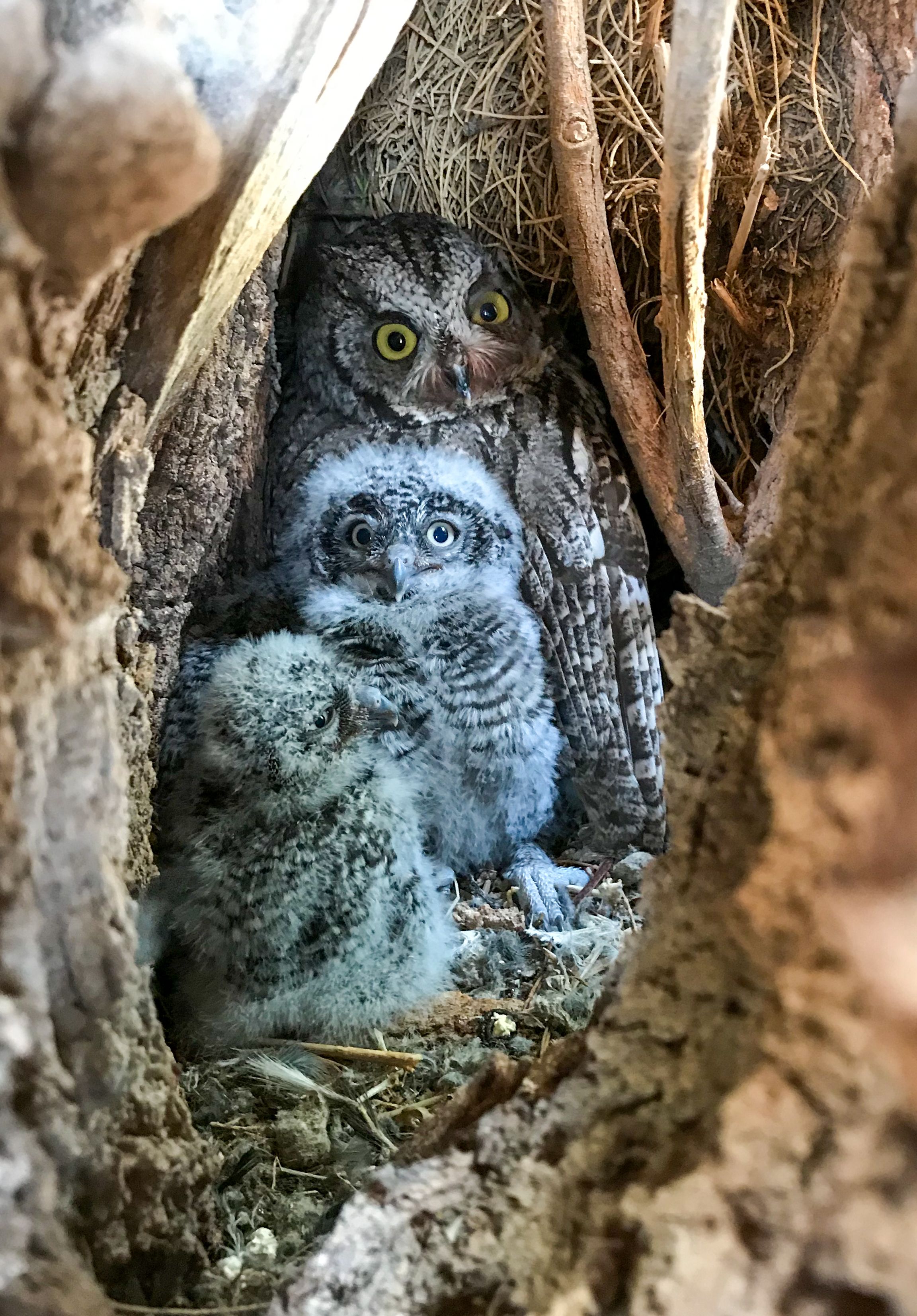 18,850 Acres of Critical Wildlife Habitat Secured in Northern Mexico!