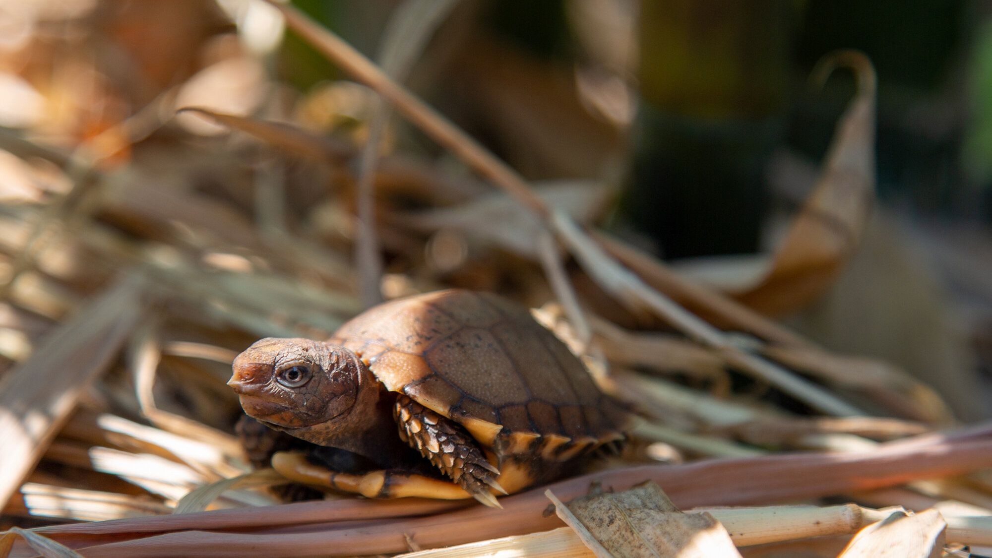 Rare Tortoise Hatches at Conservation Center