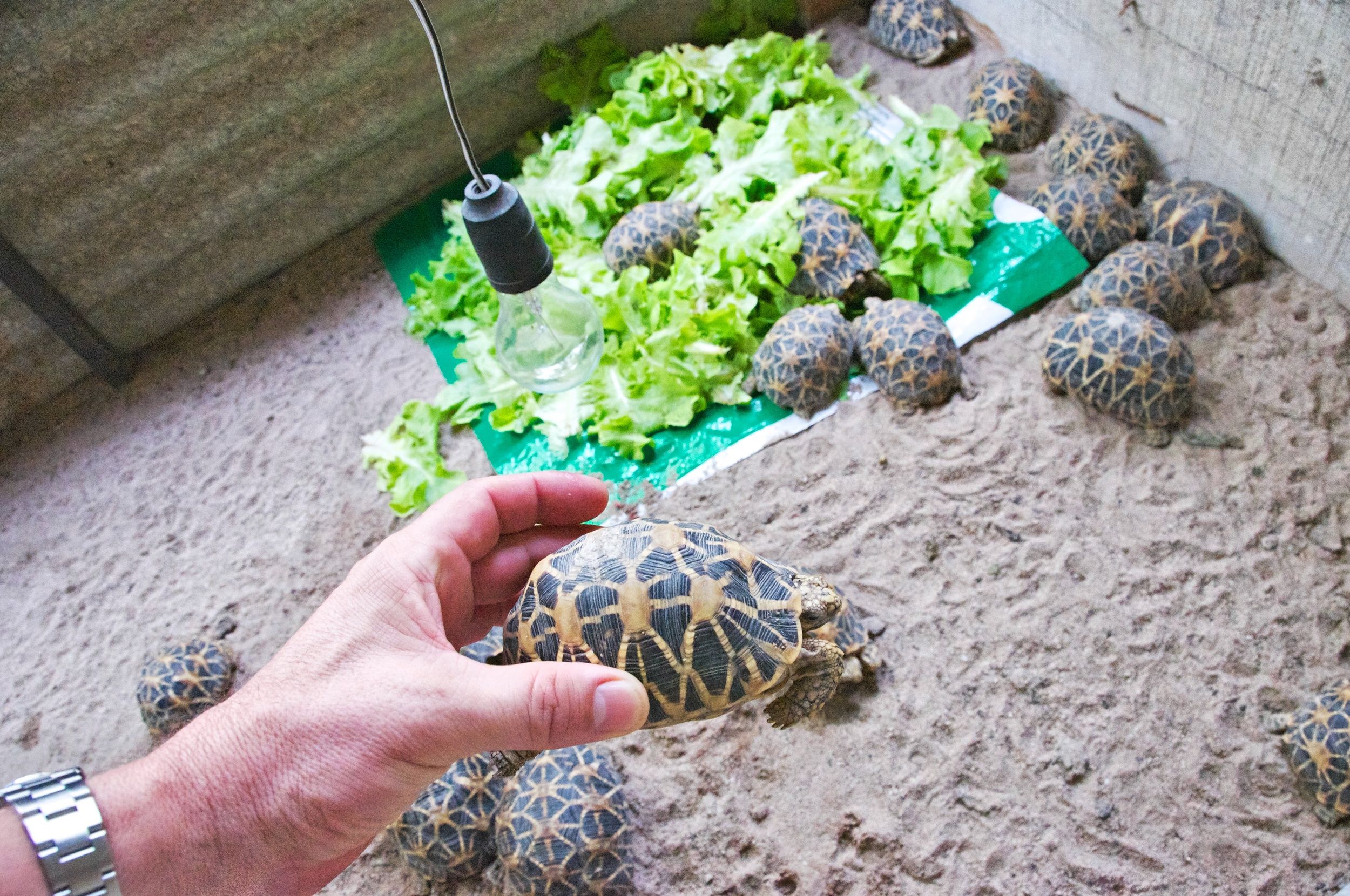 ‘Shocking’ scale of illegal trade in Indian star tortoise uncovered