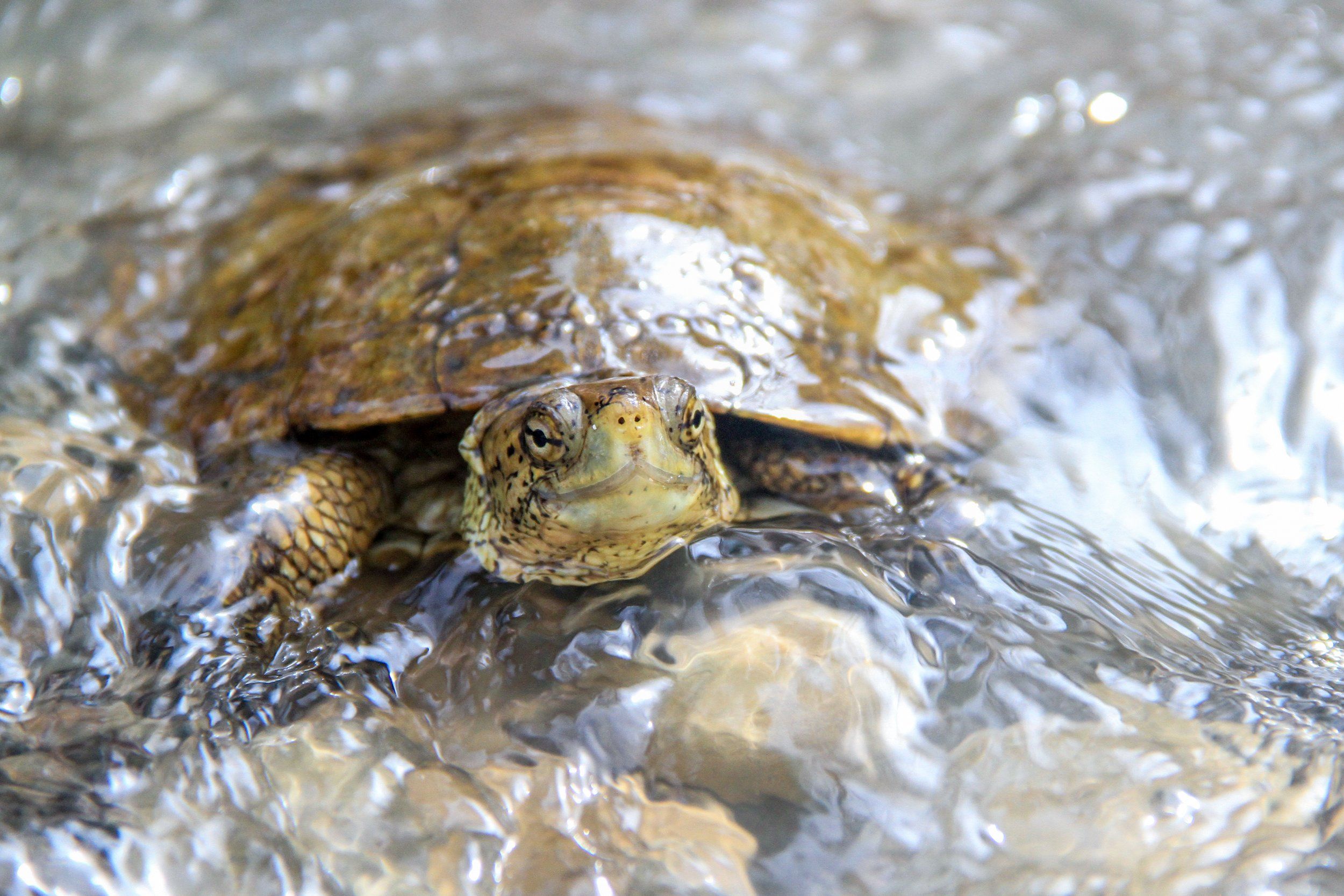 U.S. Fish and Wildlife Service proposes federal protections for both species of Western pond turtle (Actinemys marmorata and A. pallida) under the Endangered Species Act