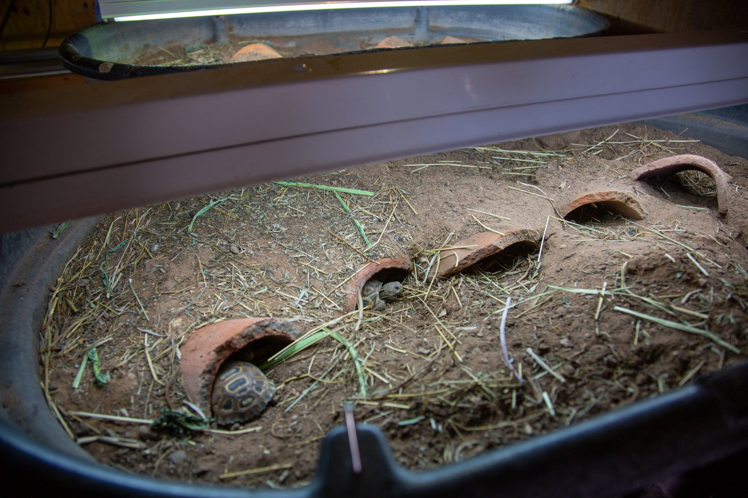 Ted Turner Saves Tortoises