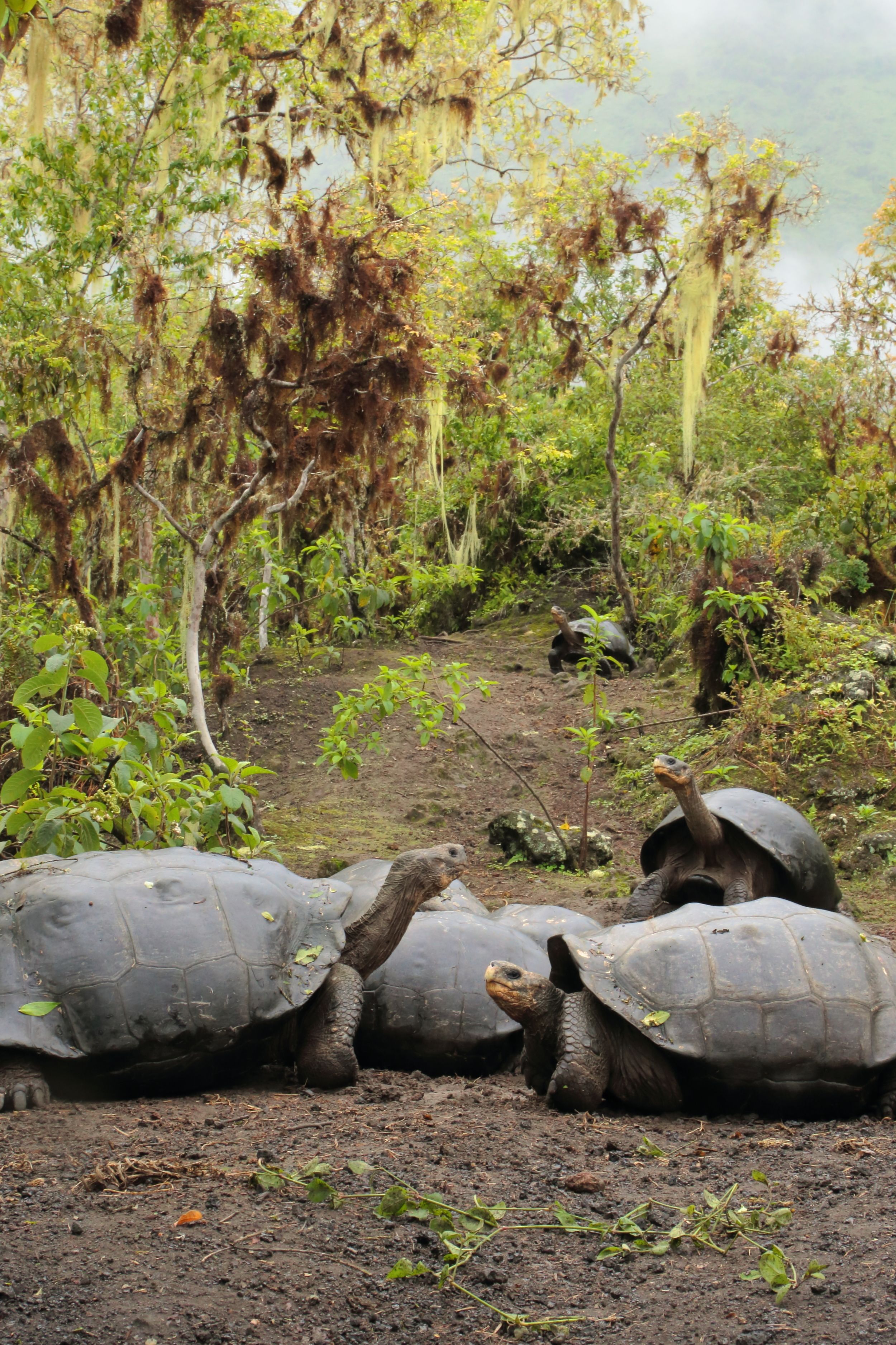 Resurrecting Lonesome George