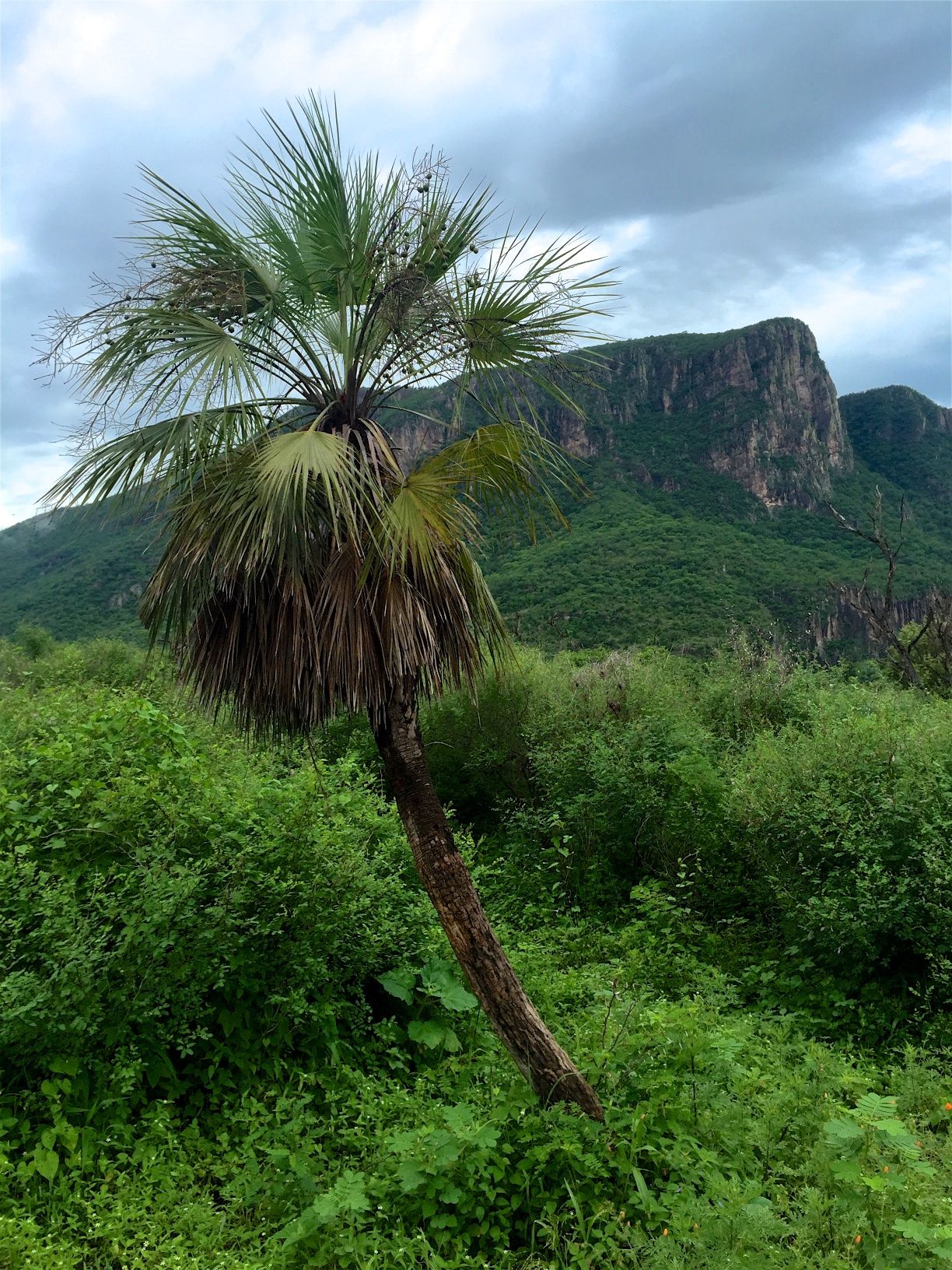 Saving a Mountain in Mexico