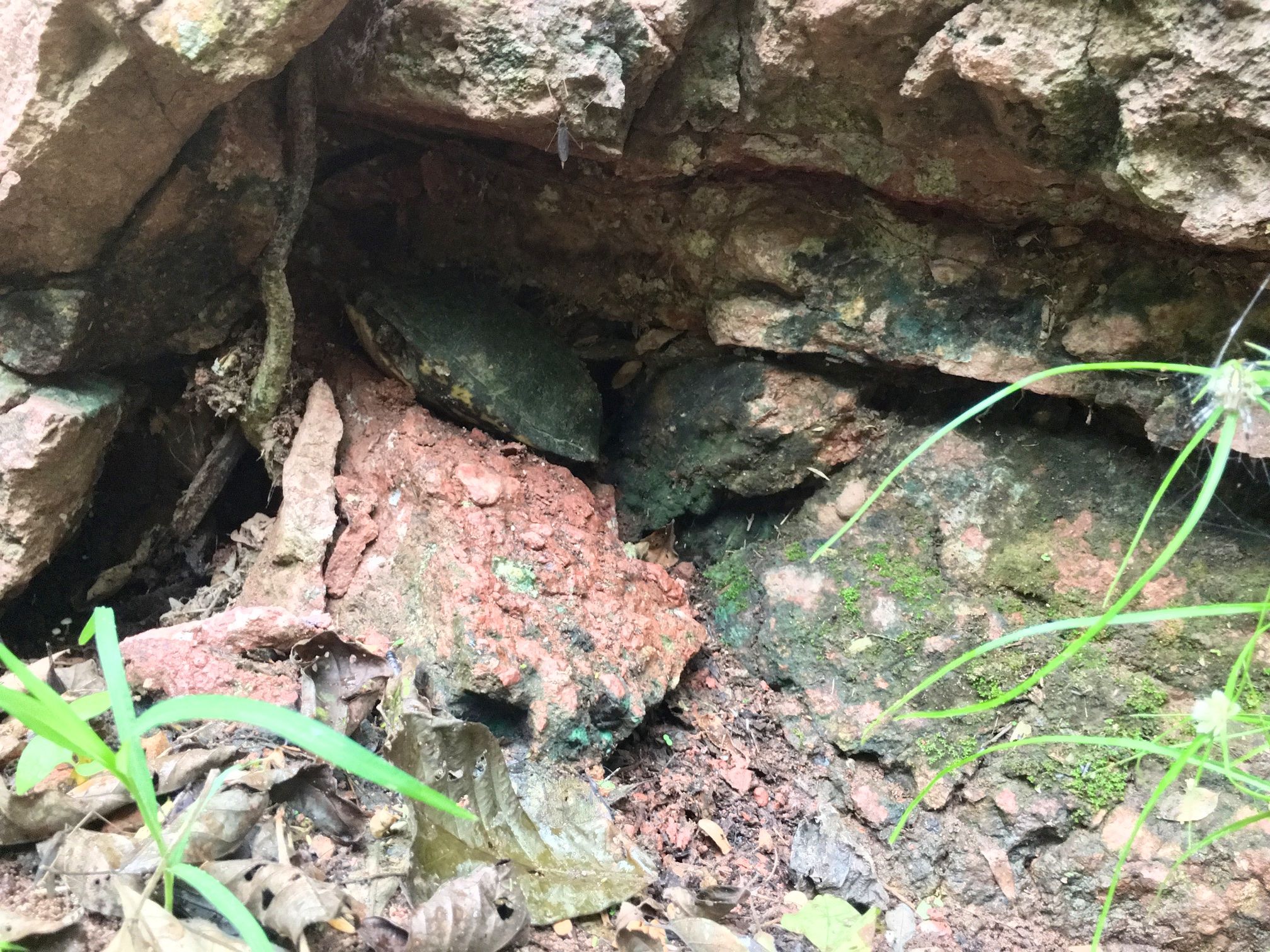 Saving a Mountain in Mexico