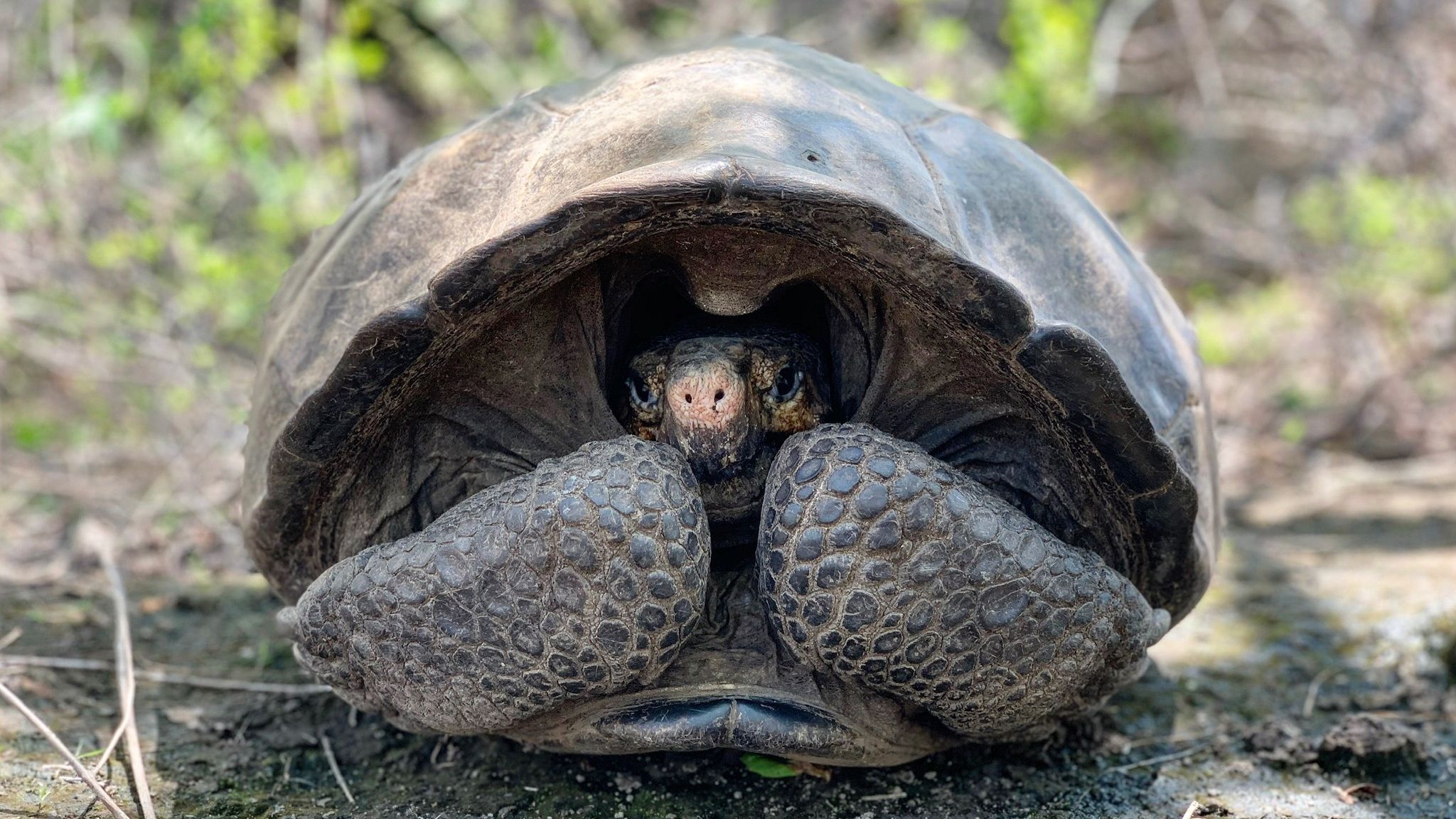 'Extinct' Tortoise Rediscovered