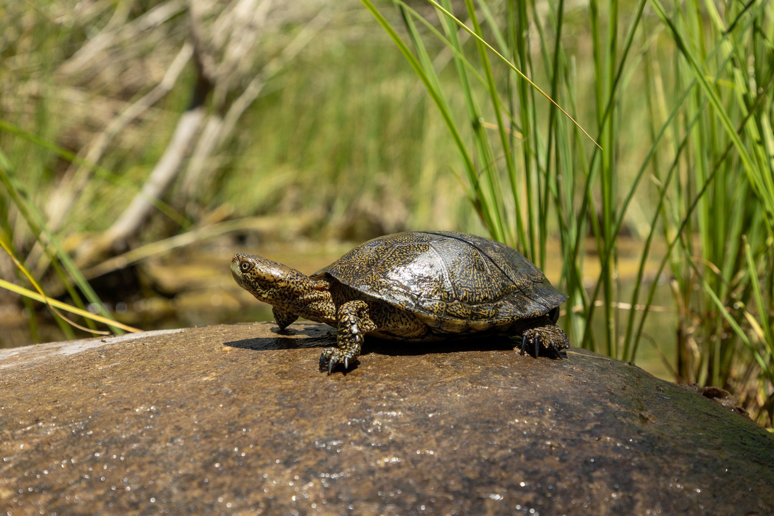 2023 Southern Pacific Pond Turtle Field Season Recap