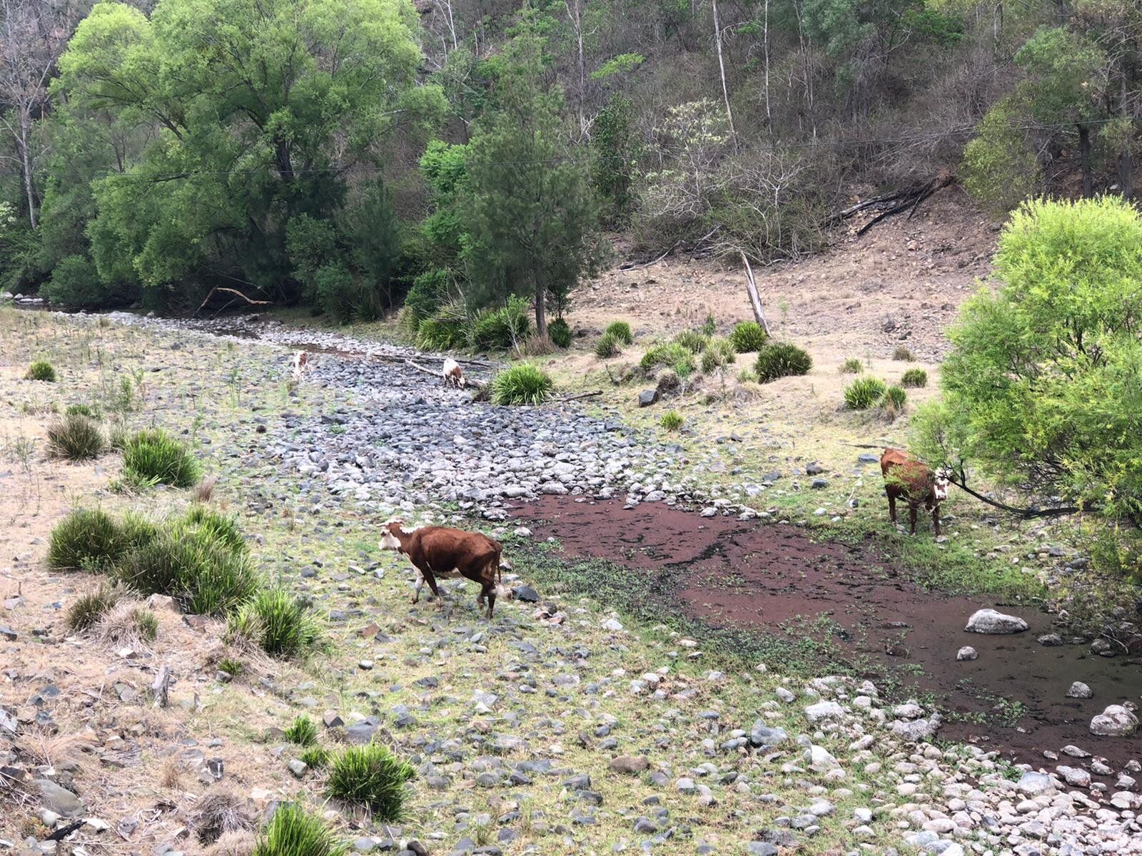 Wildfires Devastate Wildlife in Australia