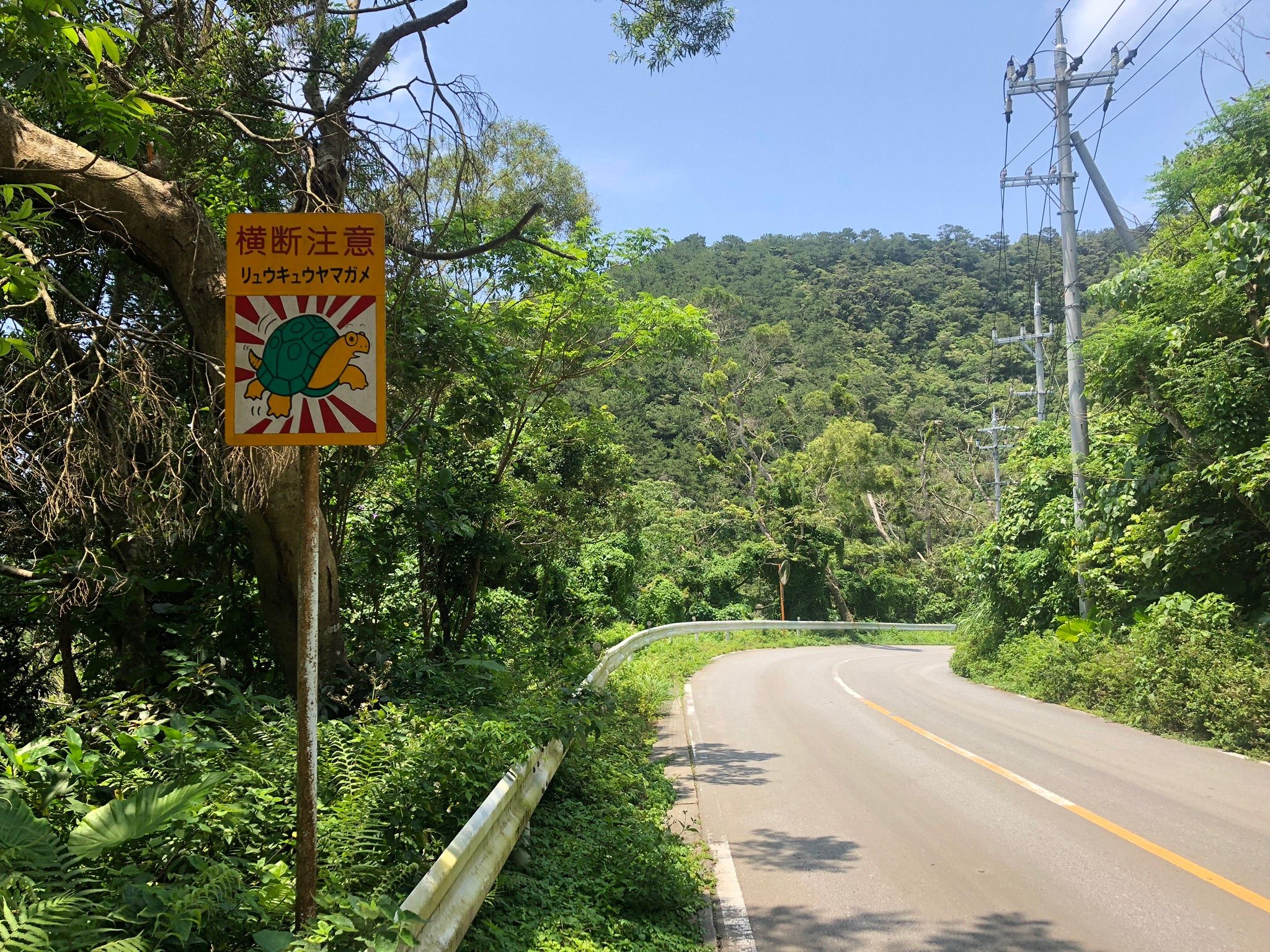 In Search of the Ryukyu Black-Breasted Leaf Turtle