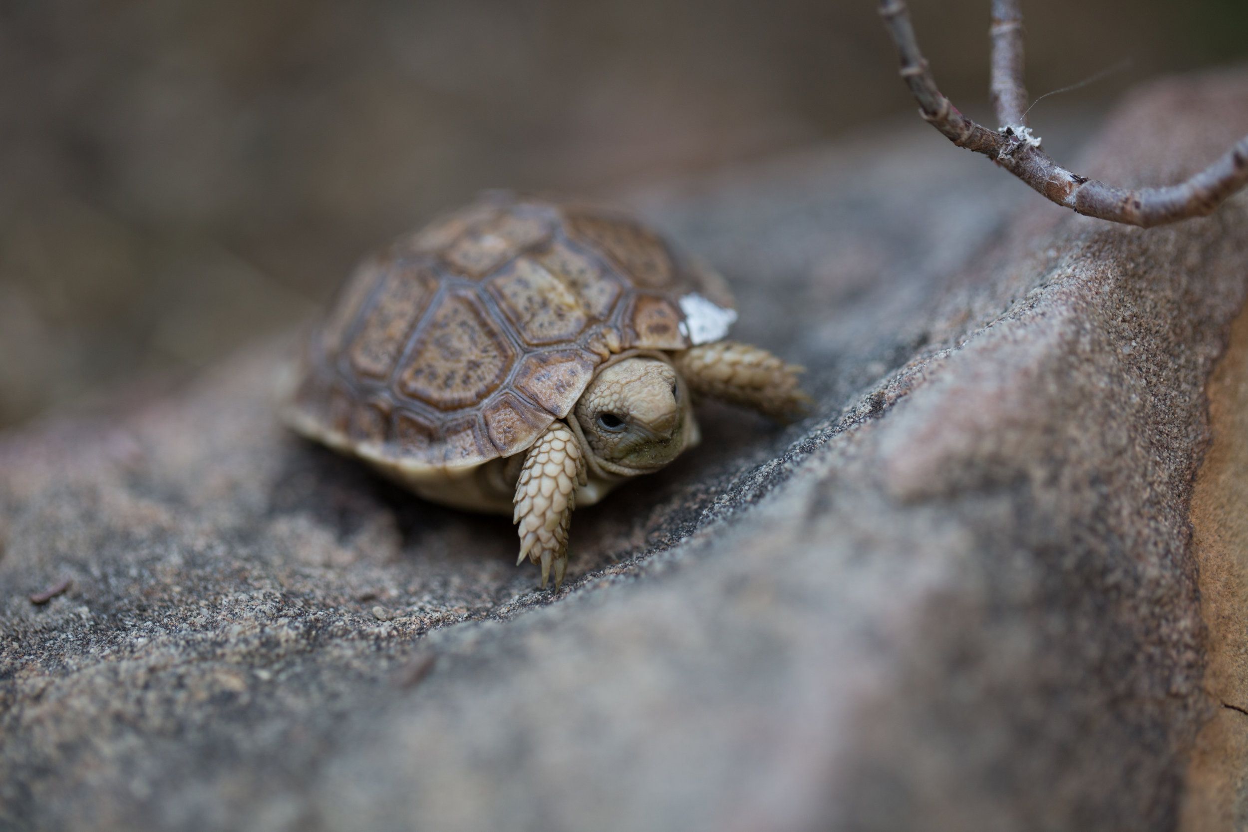 Conservation Center Success