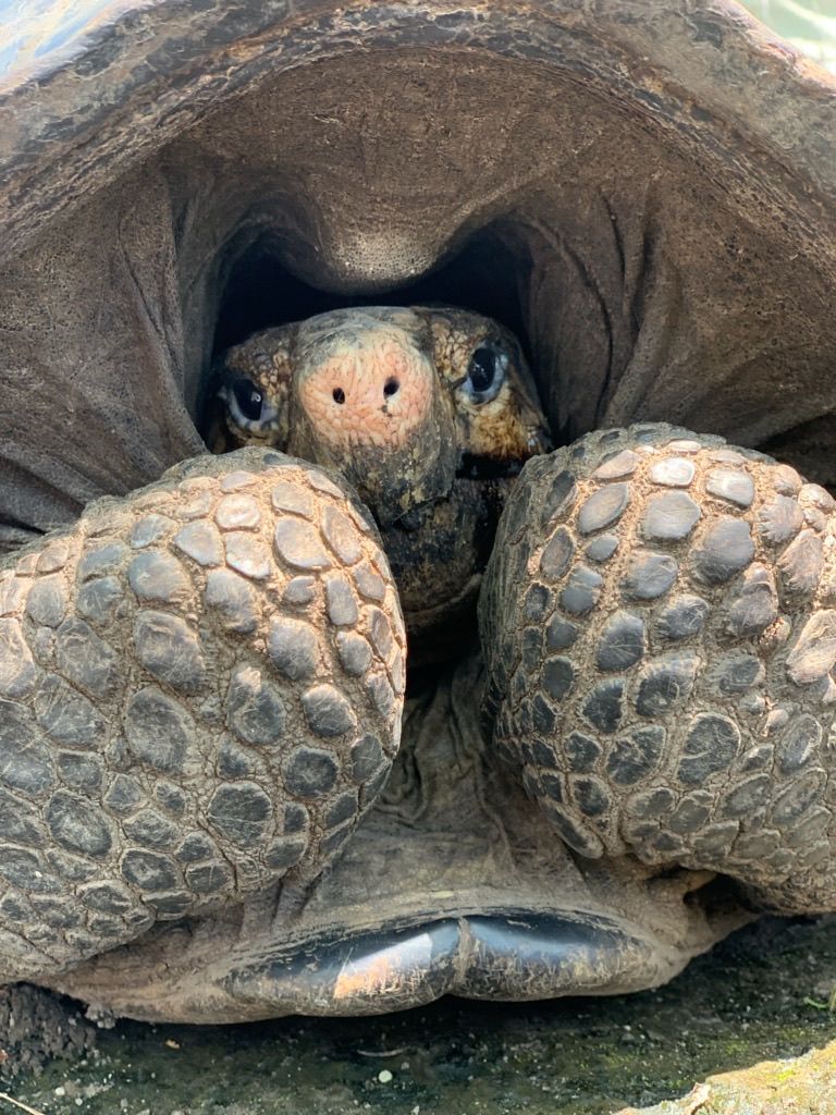 'Extinct' Tortoise Rediscovered